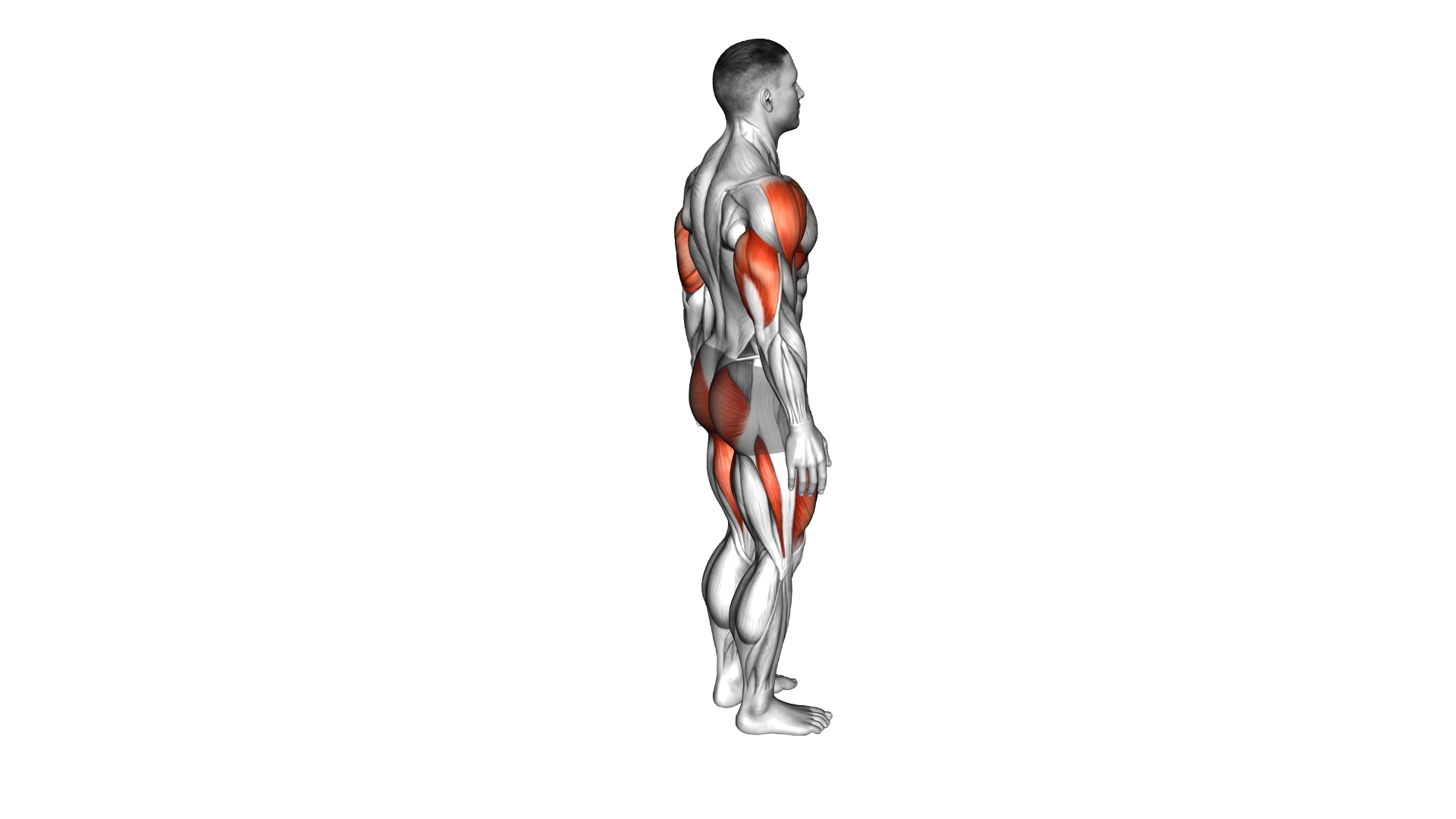 Bodyweight Reverse Lunge with Overhead Reach exercise demonstration