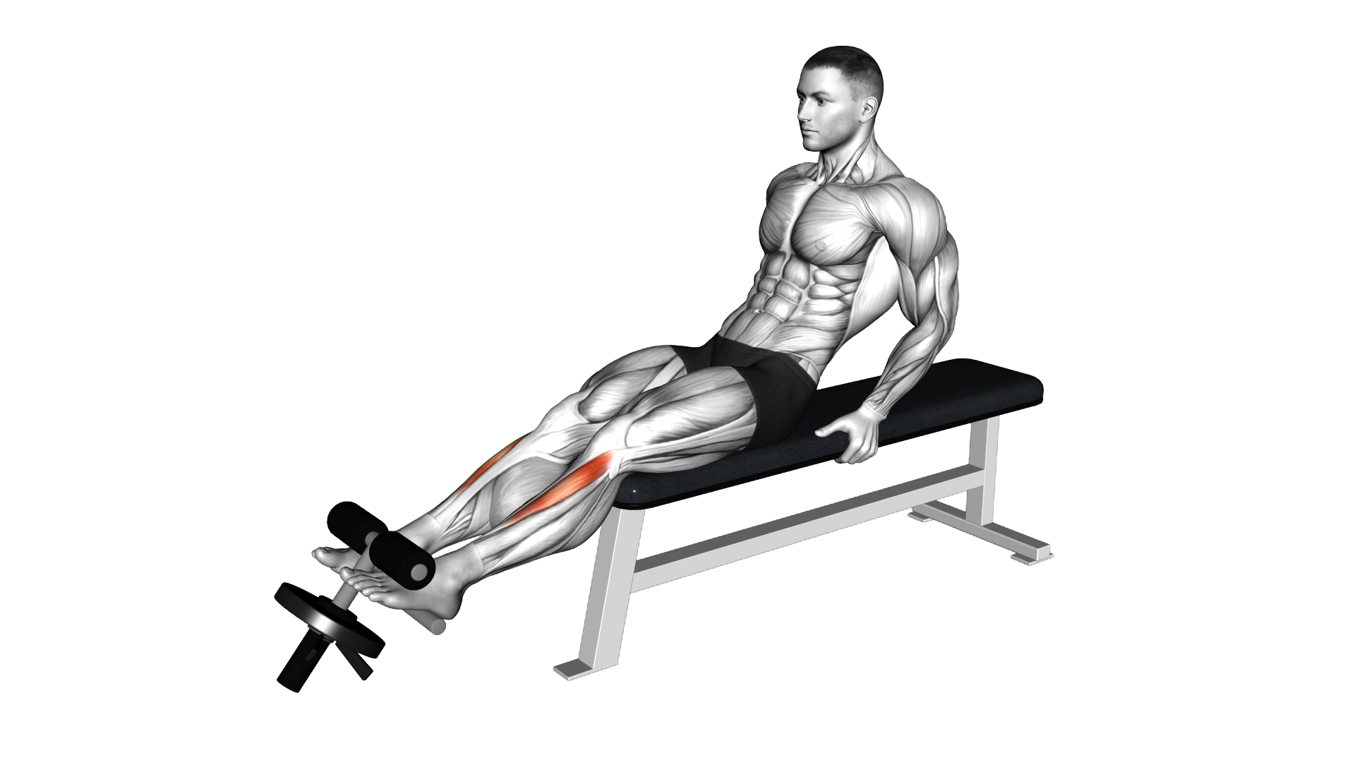 Weighted Plate Tibialis Anterior Curl exercise demonstration