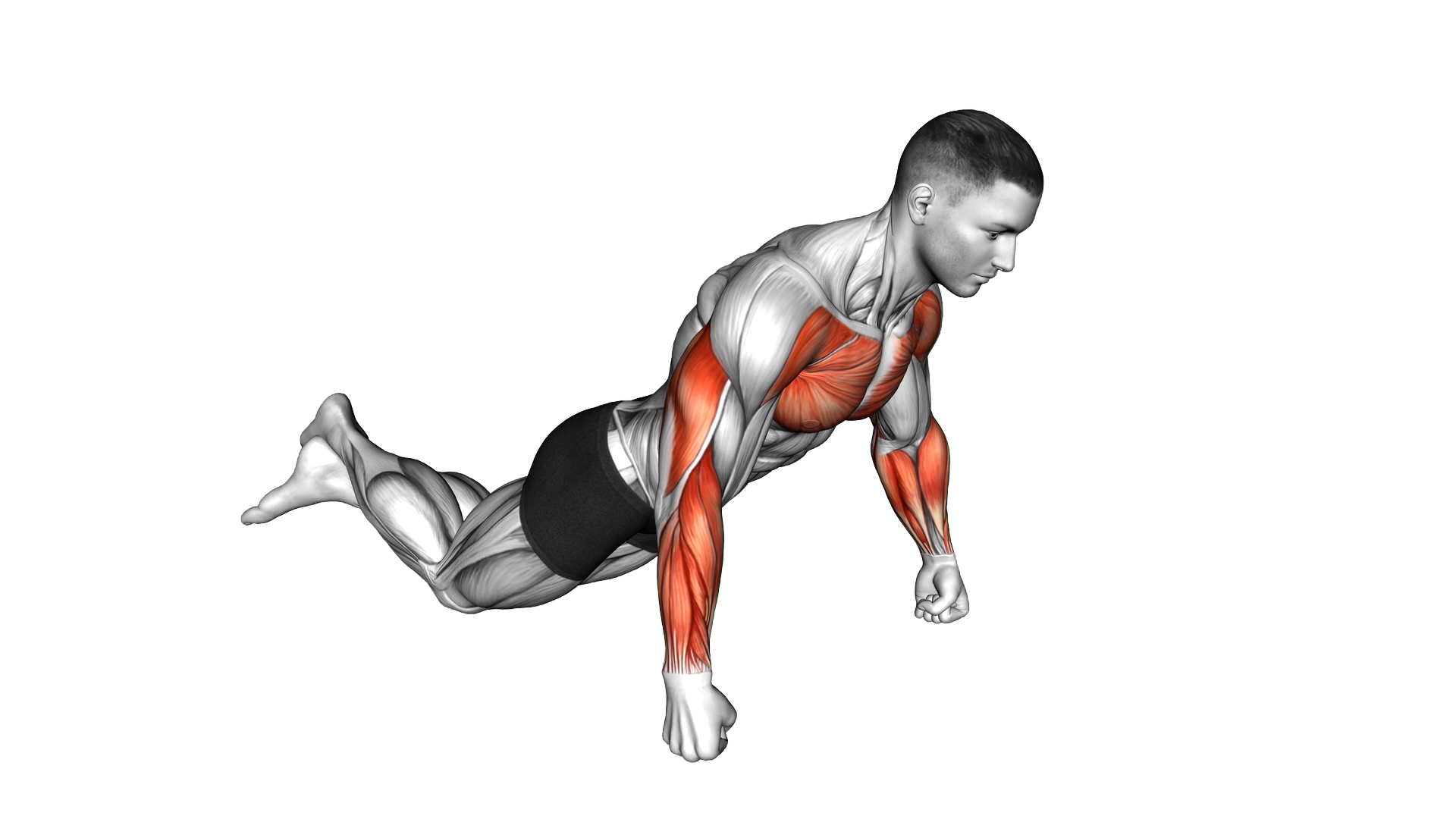 Kneeling Knuckle Push Up exercise demonstration