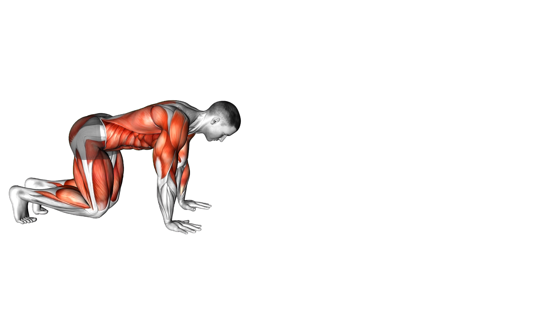 Bear Crawl (low hip) exercise demonstration