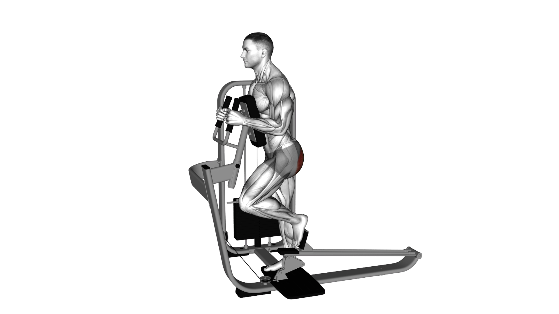 Lever Glute Press exercise demonstration