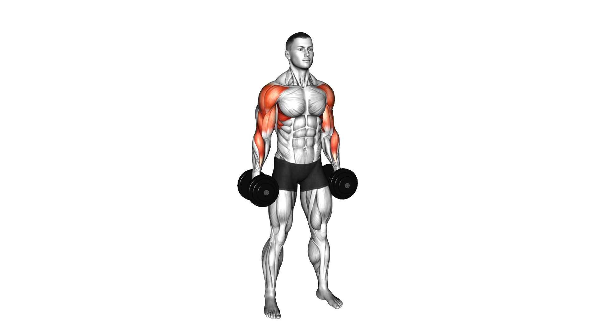 Dumbbell Standing Hip Hugger exercise demonstration