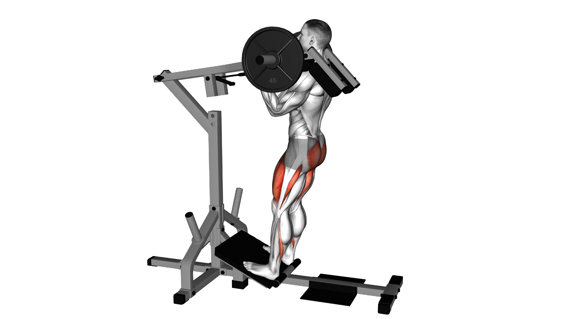 Lever Elevanted Squat exercise demonstration