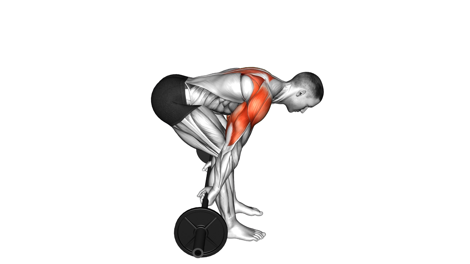 Barbell Bent Over Reverse Raise (skier) exercise demonstration