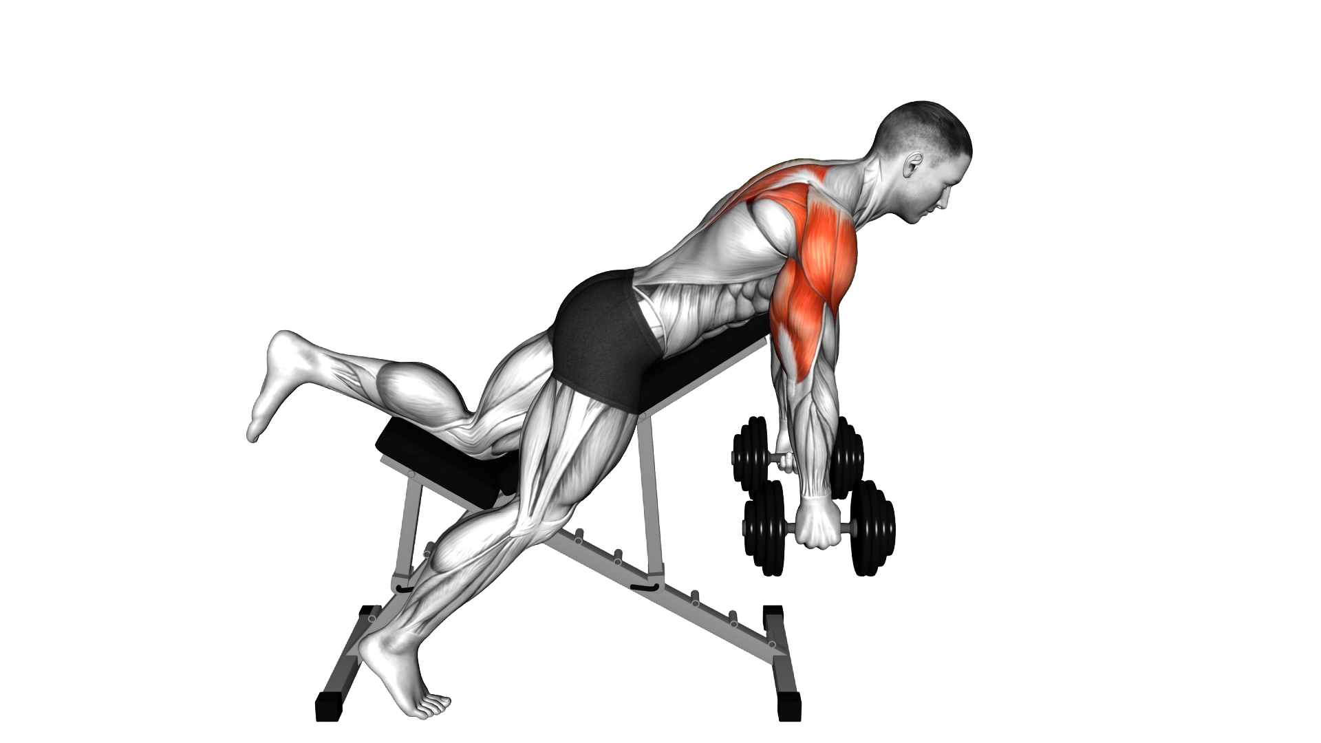 Dumbbell Incline Reverse Raise with Chest Supported (skier) exercise demonstration