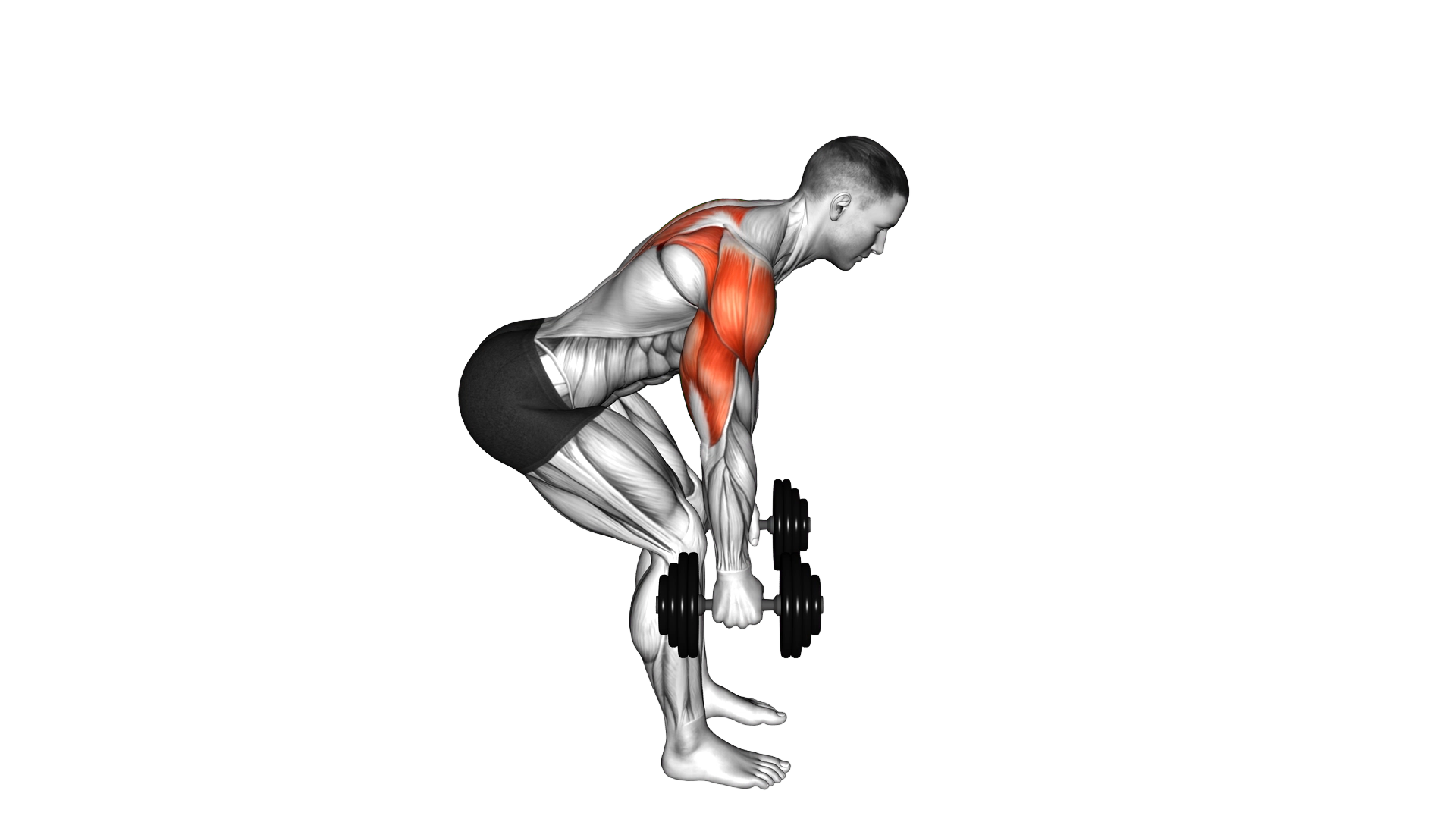 Dumbbell Bent Over Reverse Raise (skier) exercise demonstration