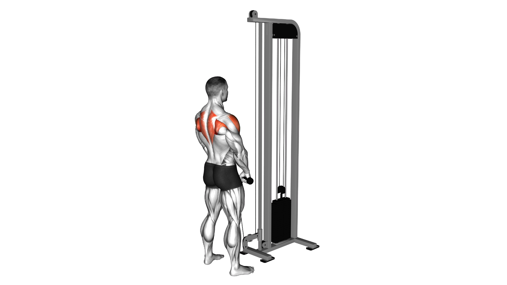 Cable High Pull with Rope Attachment exercise thumbnail
