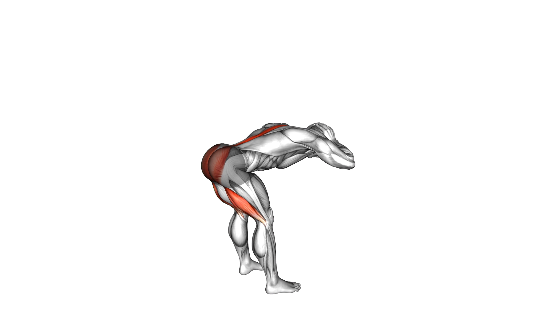 Bodyweight Standing Romanian Deadlift exercise demonstration