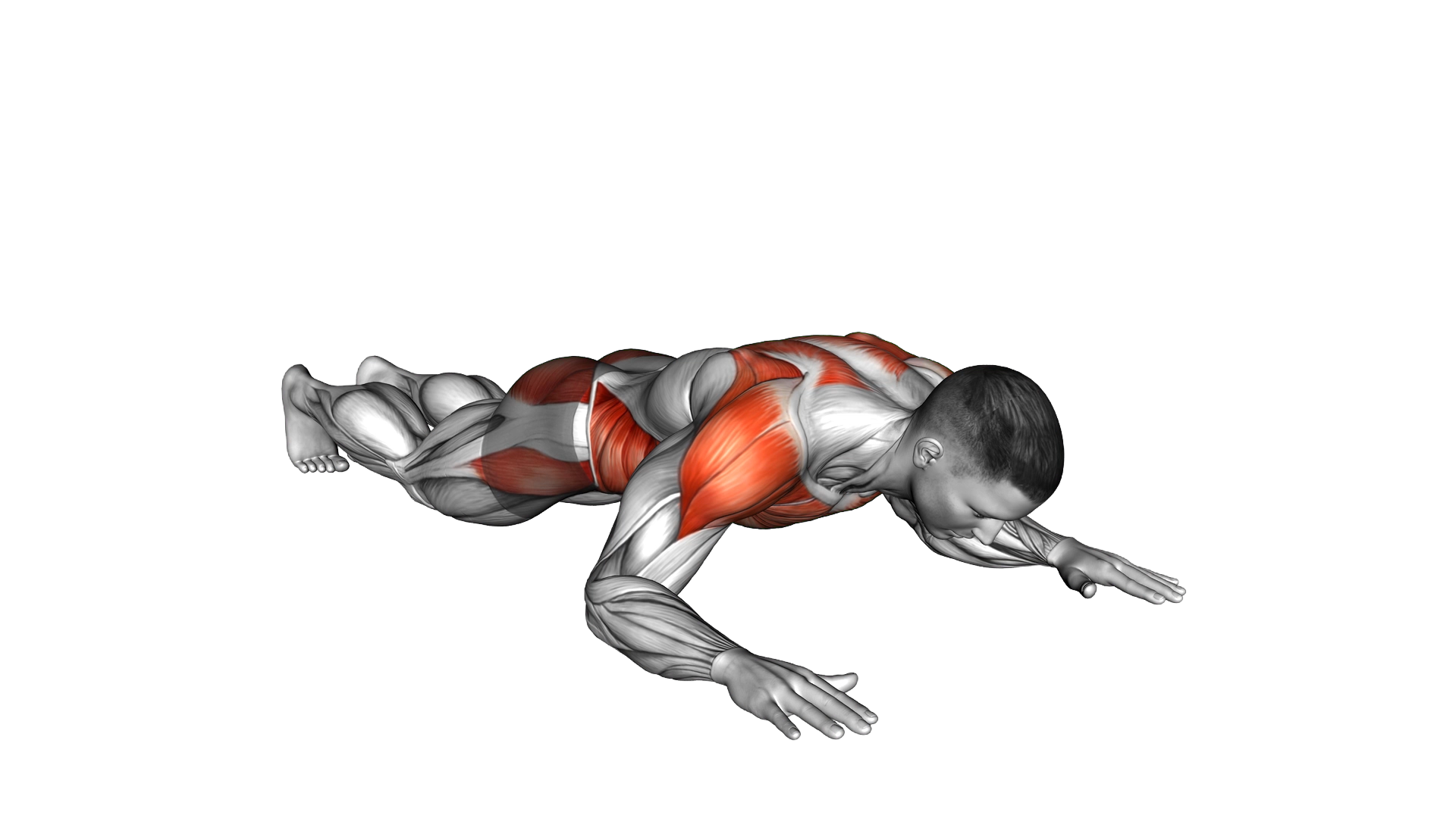 Wide Front Elbow Plank exercise demonstration