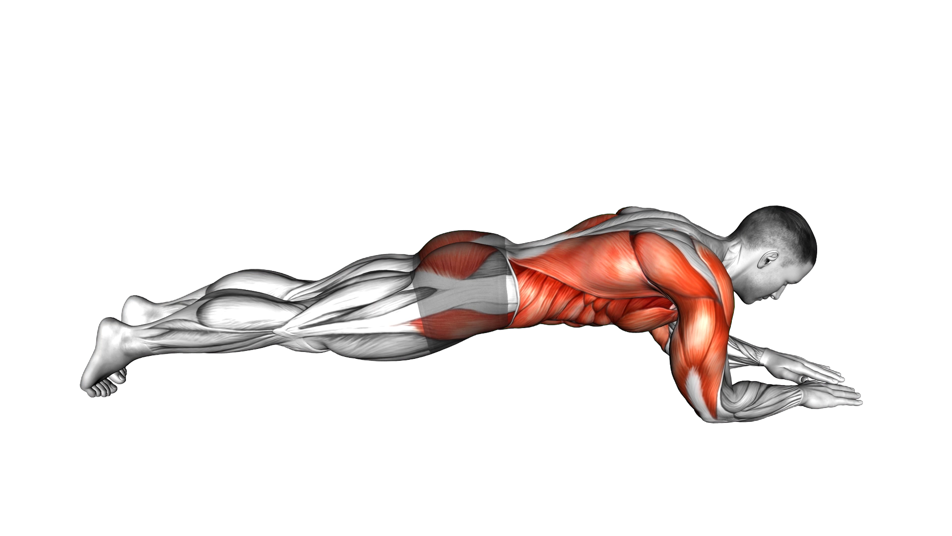 Forward Arms Plank exercise demonstration