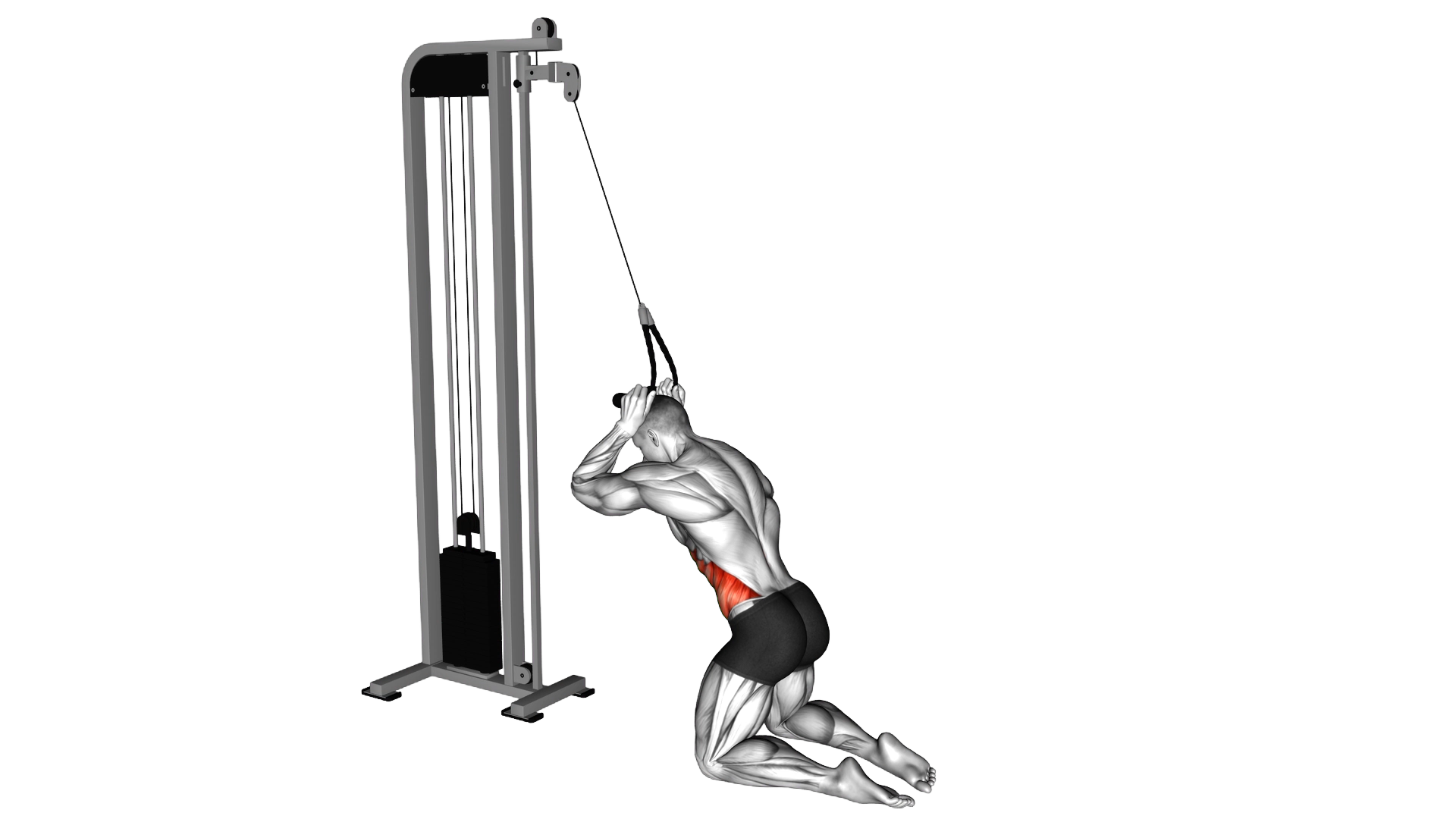 Cable Kneeling Side Crunch exercise demonstration