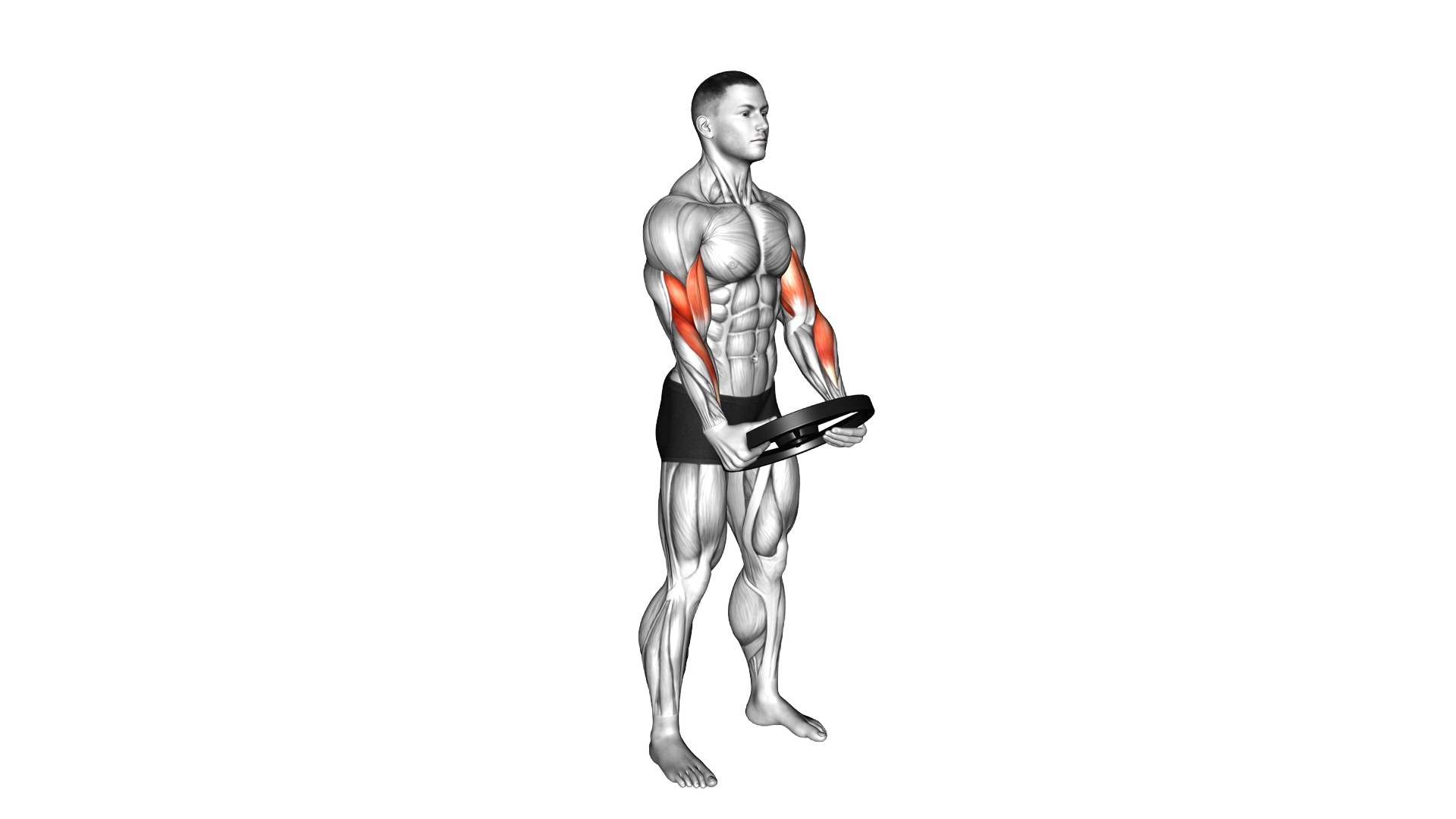 Weighted Plate Standing Biceps Curl exercise demonstration