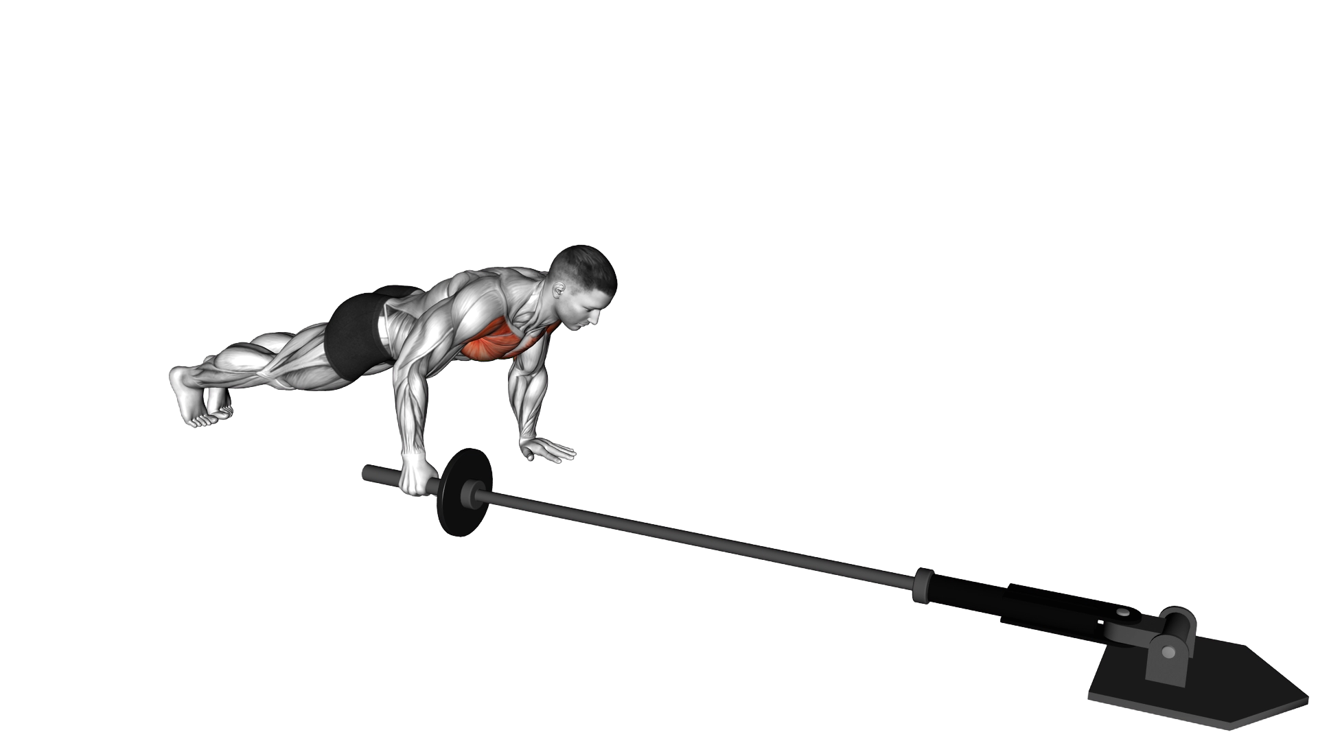 Landmine Push up exercise demonstration