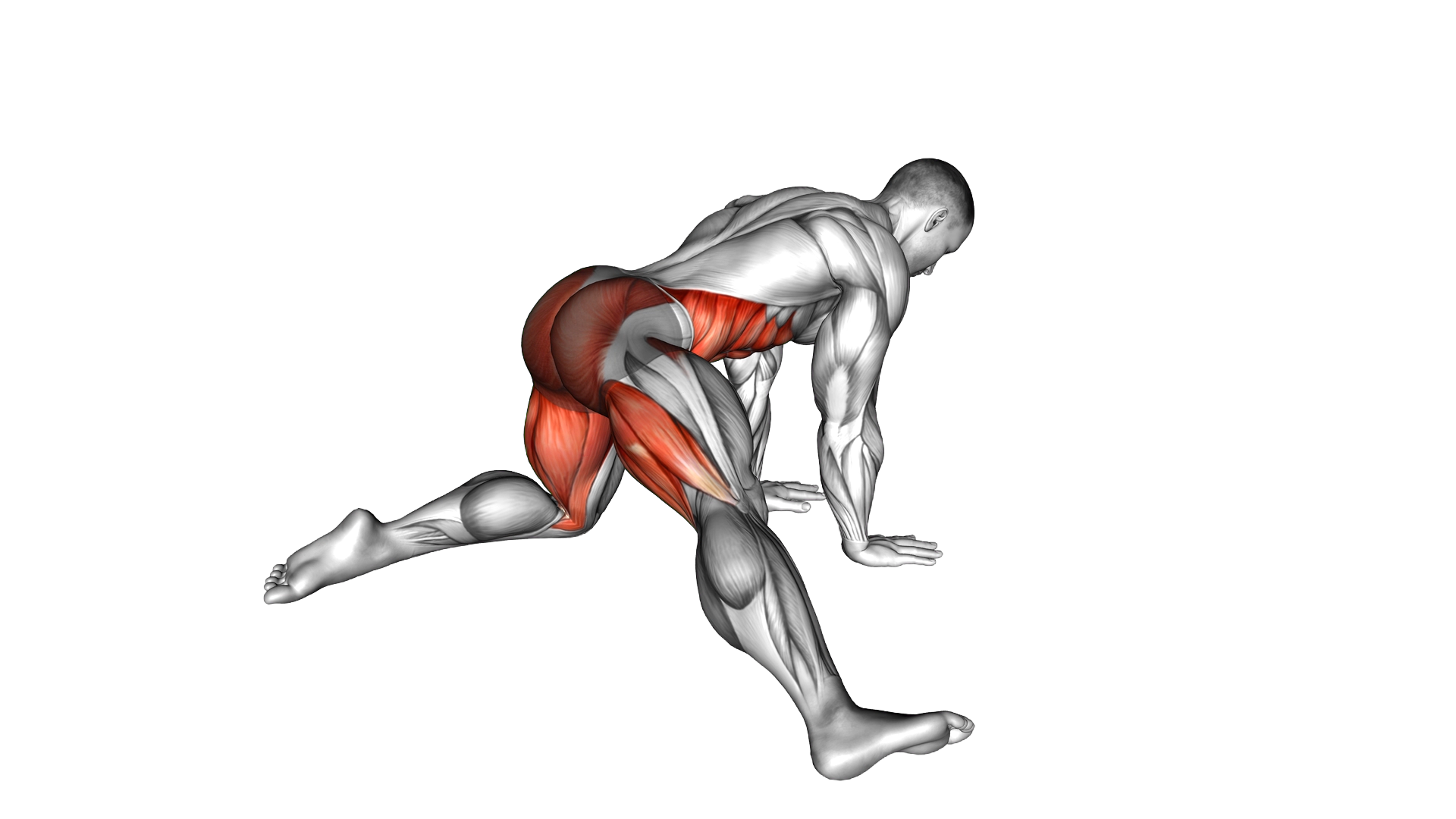 Kneeling Adductor Backward Stretch exercise demonstration