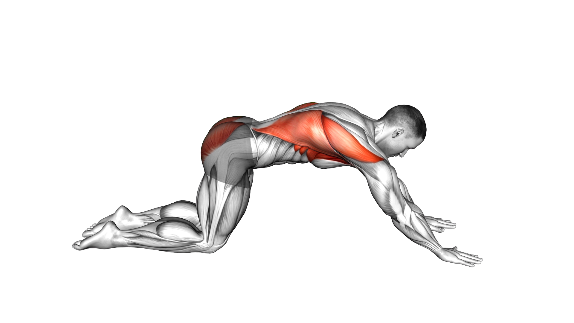 Puppy Pose exercise demonstration