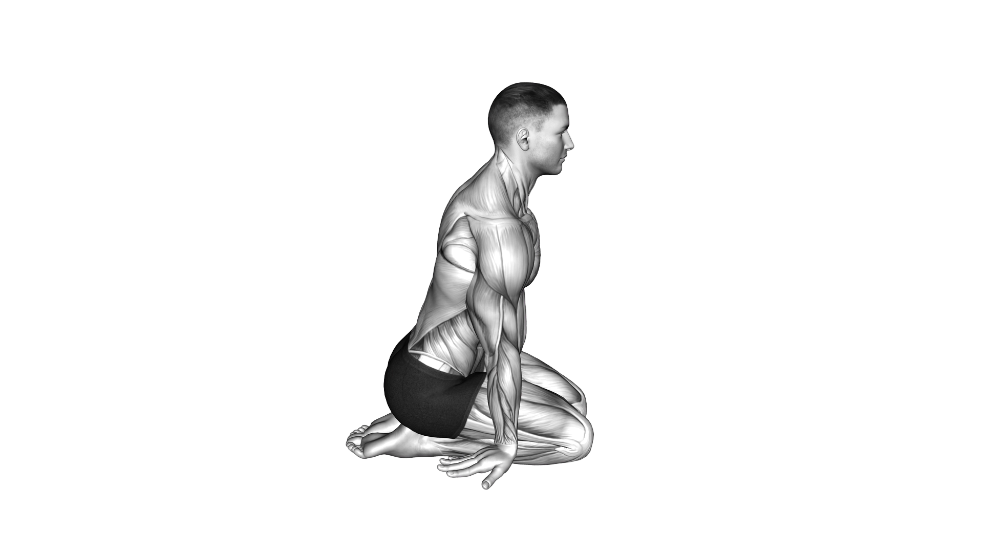 Seated Forearms Stretch exercise demonstration