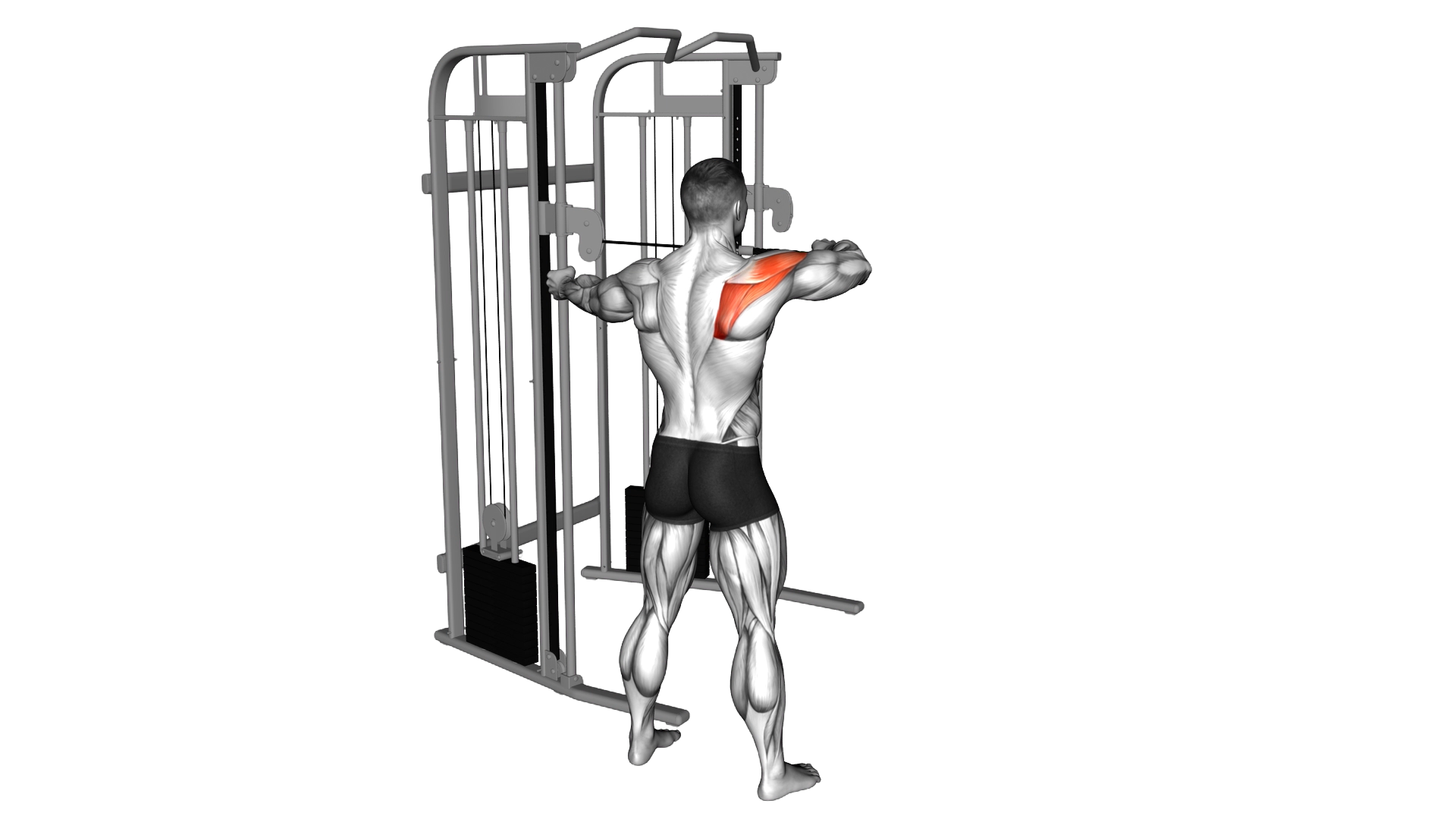 Cable Standing Single Delt Row exercise demonstration