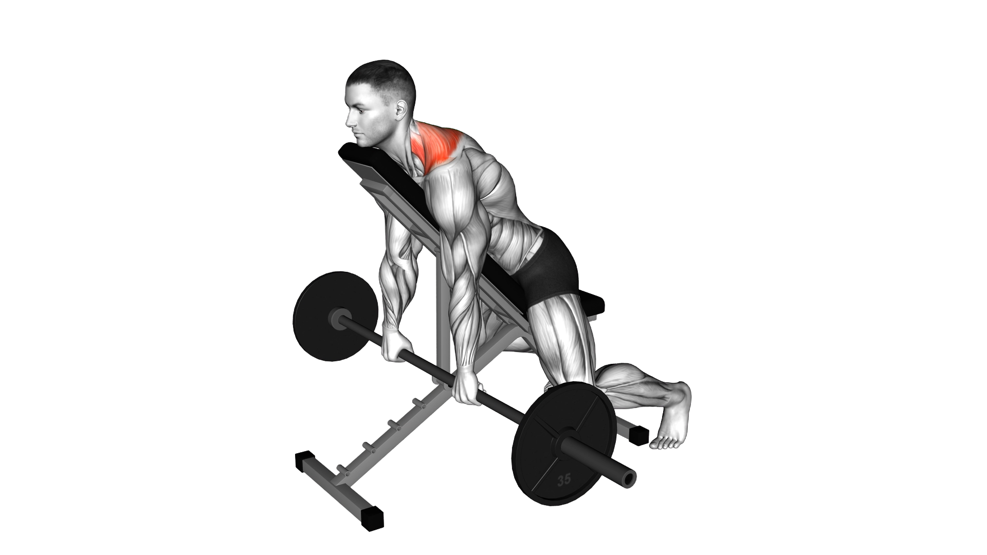 Barbell Decline Shrug exercise demonstration