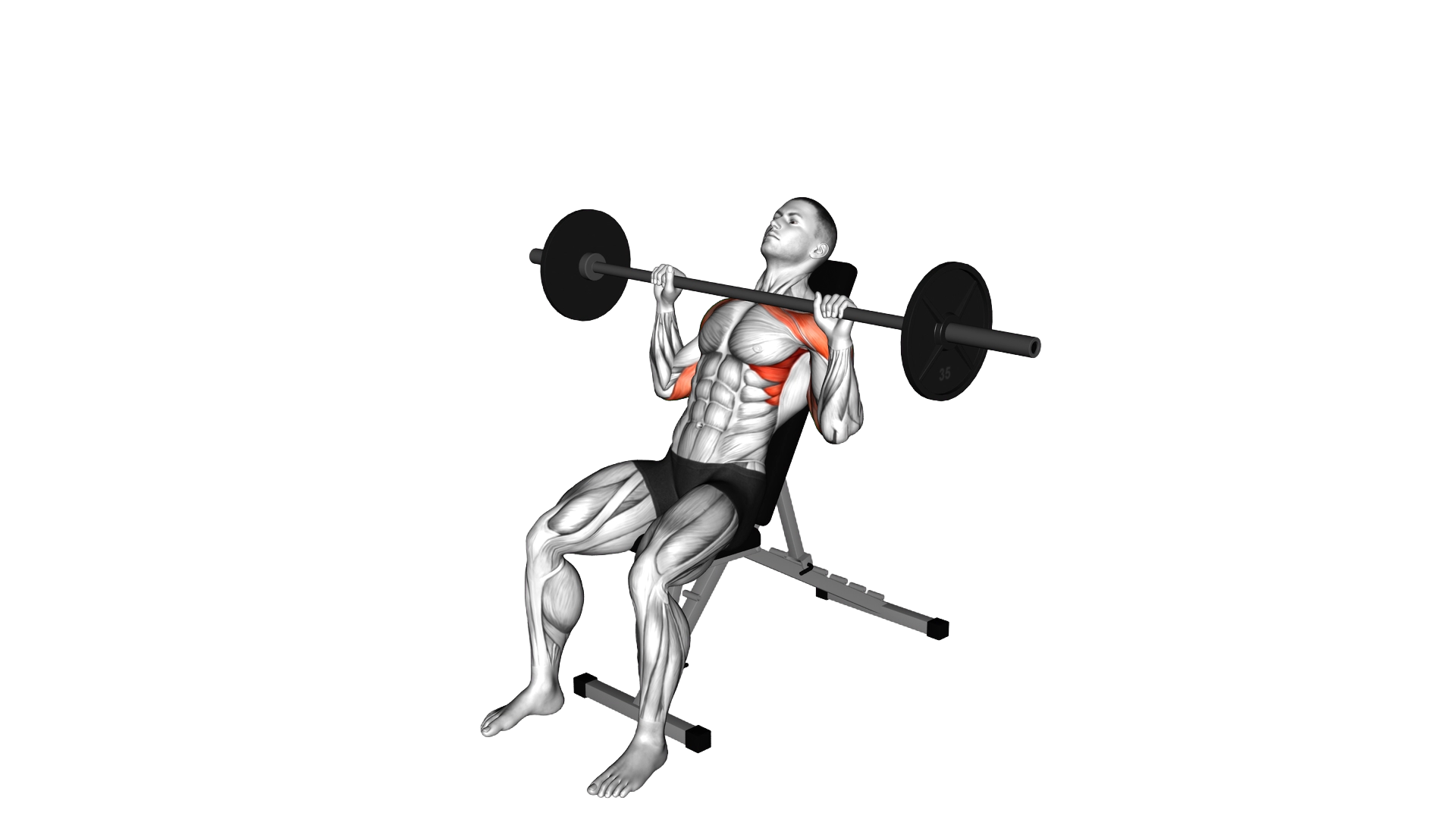 Barbell Incline Shoulders Press exercise demonstration