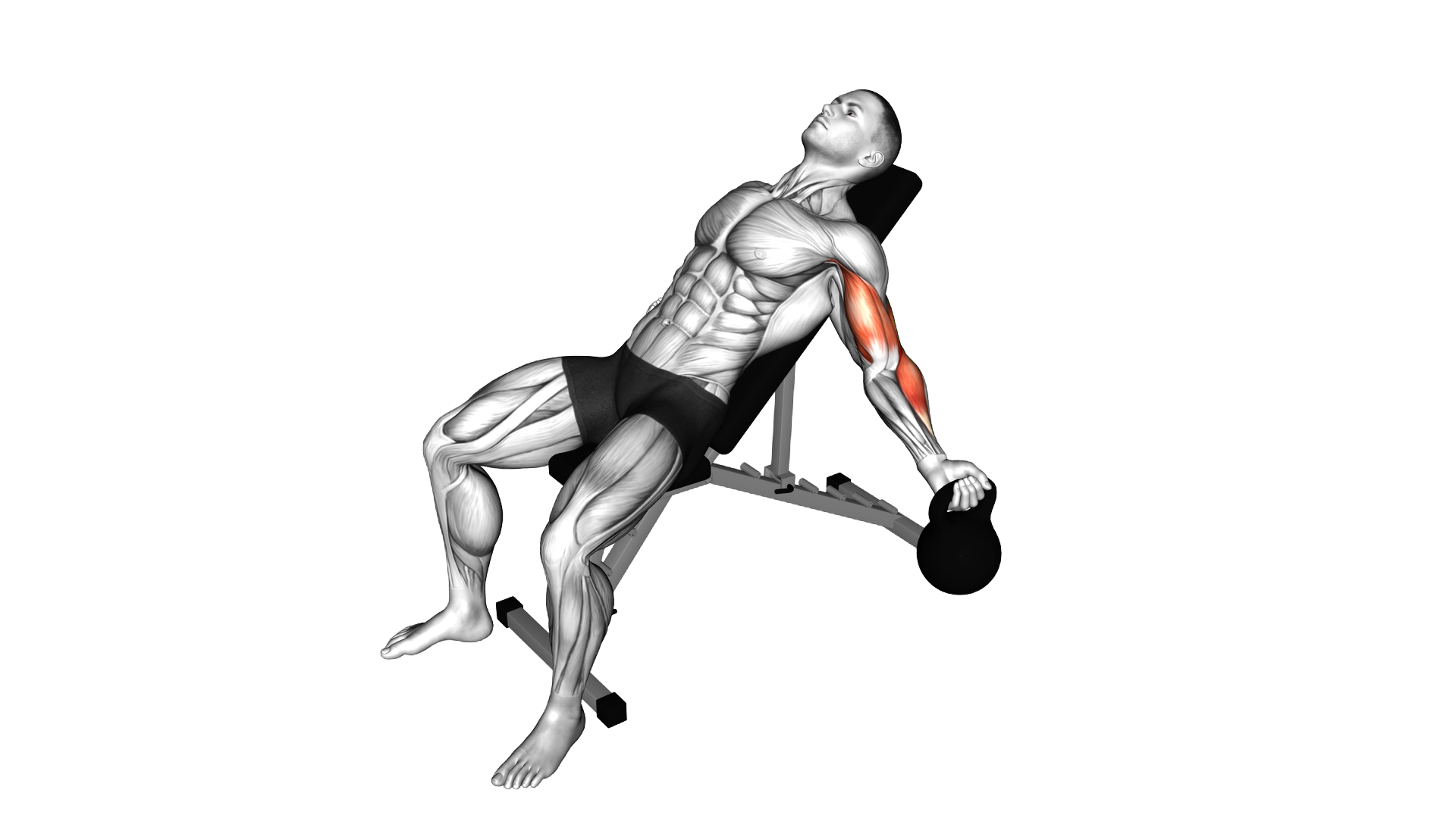 Kettlebell Incline Inner Biceps Curl exercise demonstration