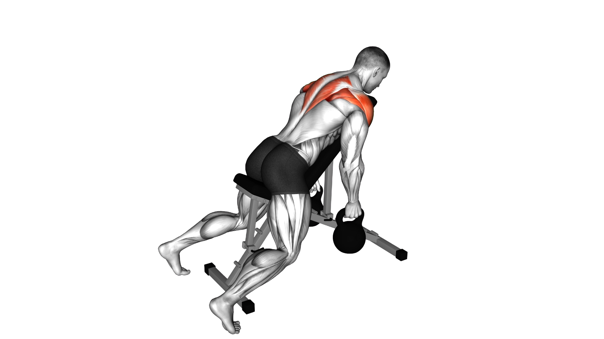 Kettlebell Reverse Fly exercise demonstration