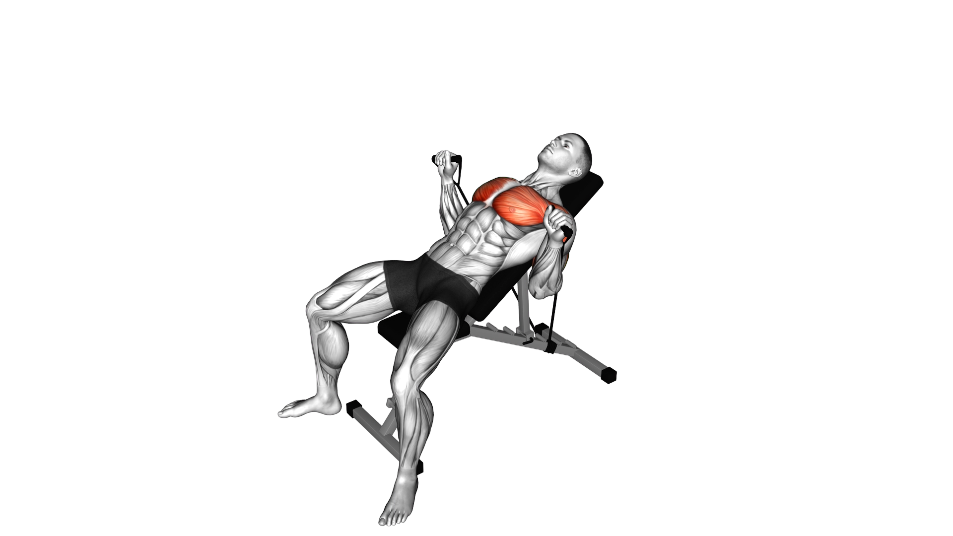 Band Incline Bench Press exercise demonstration