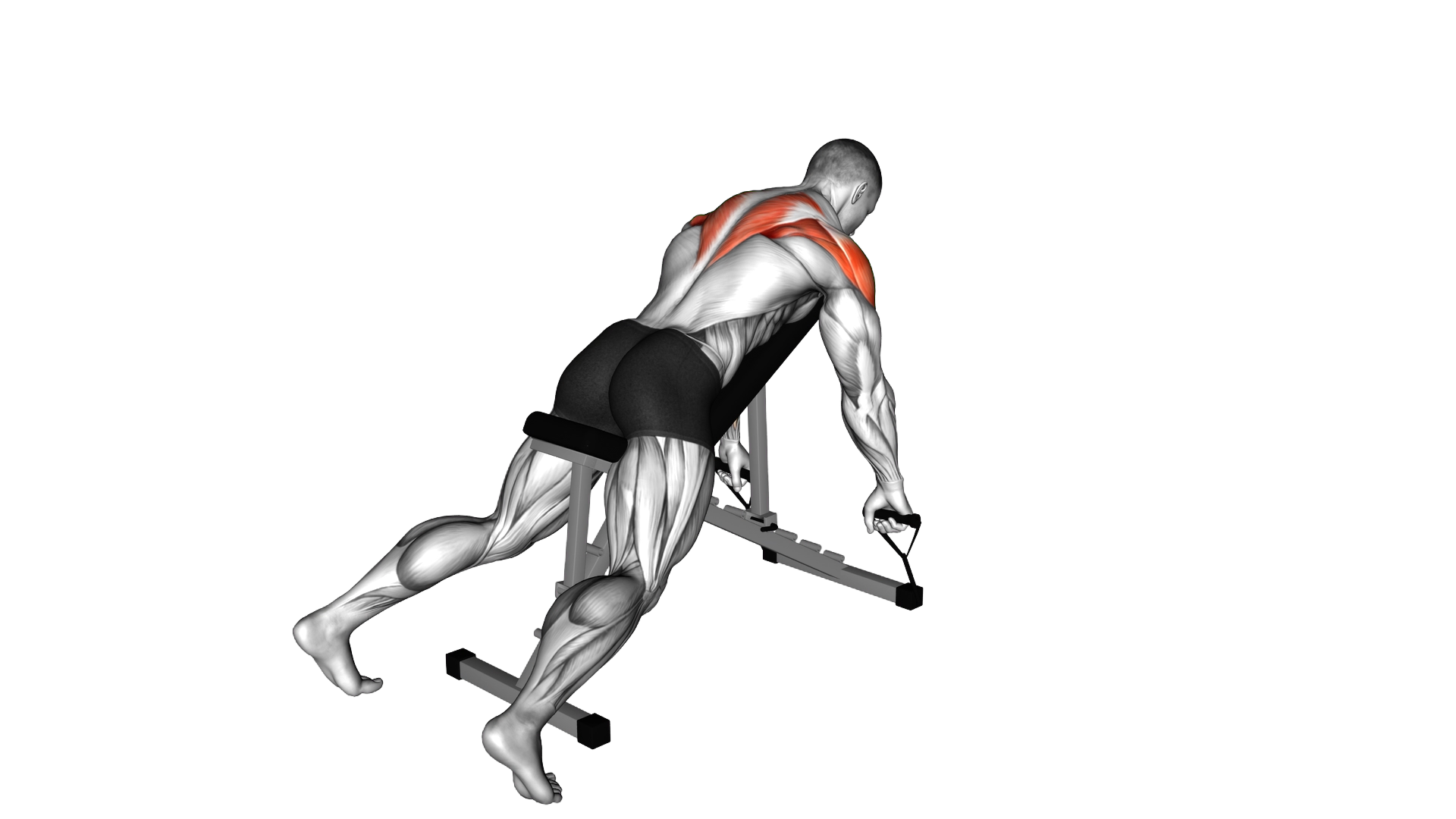 Band Incline Row exercise demonstration