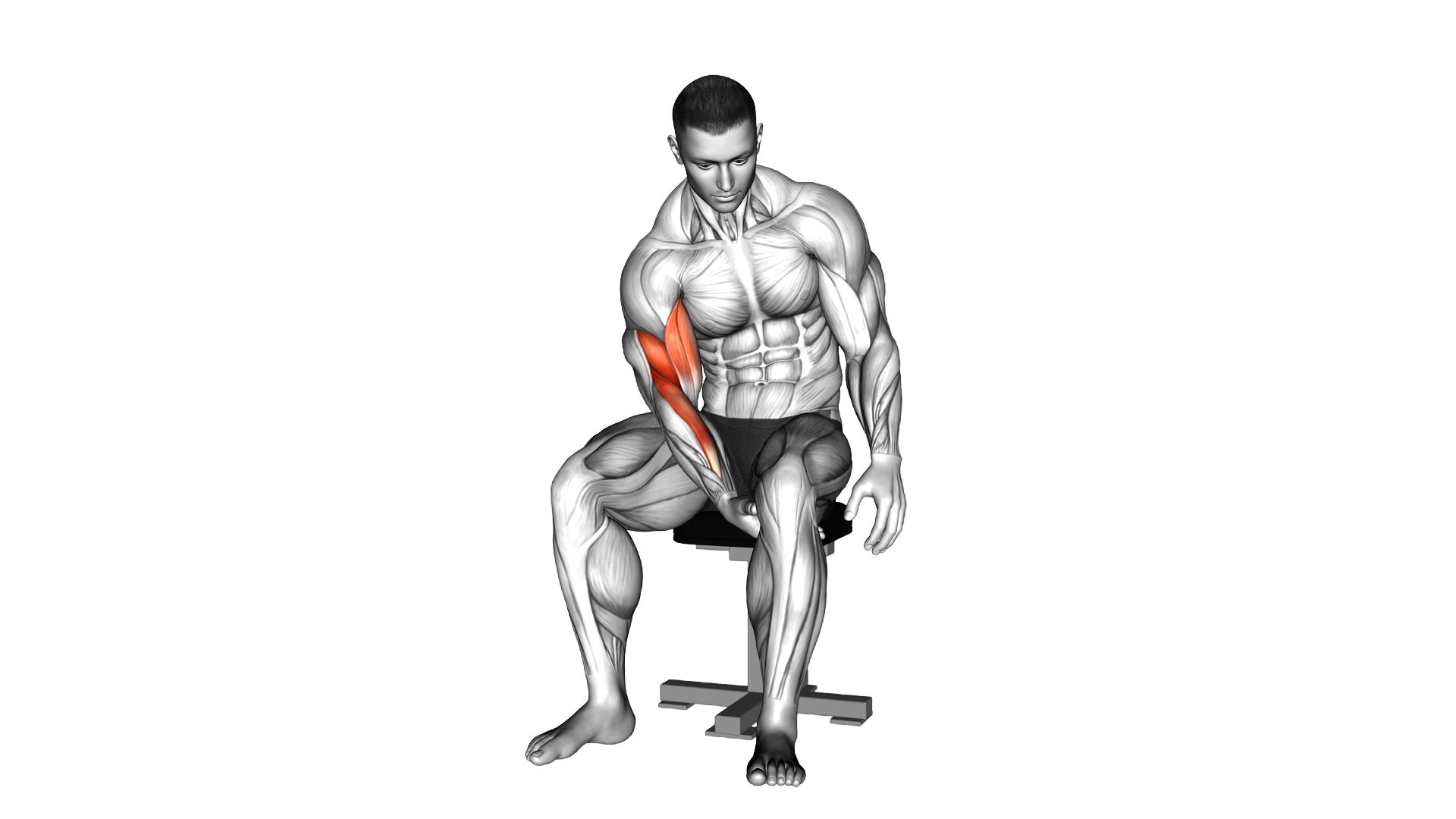 Negative Biceps Leg Concentration Curl exercise demonstration