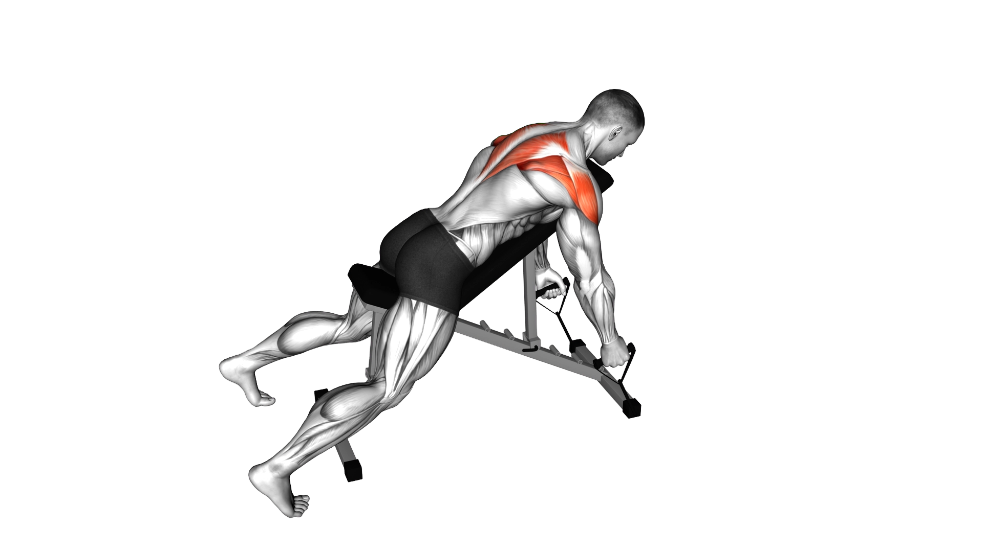 Band Reverse Fly exercise demonstration