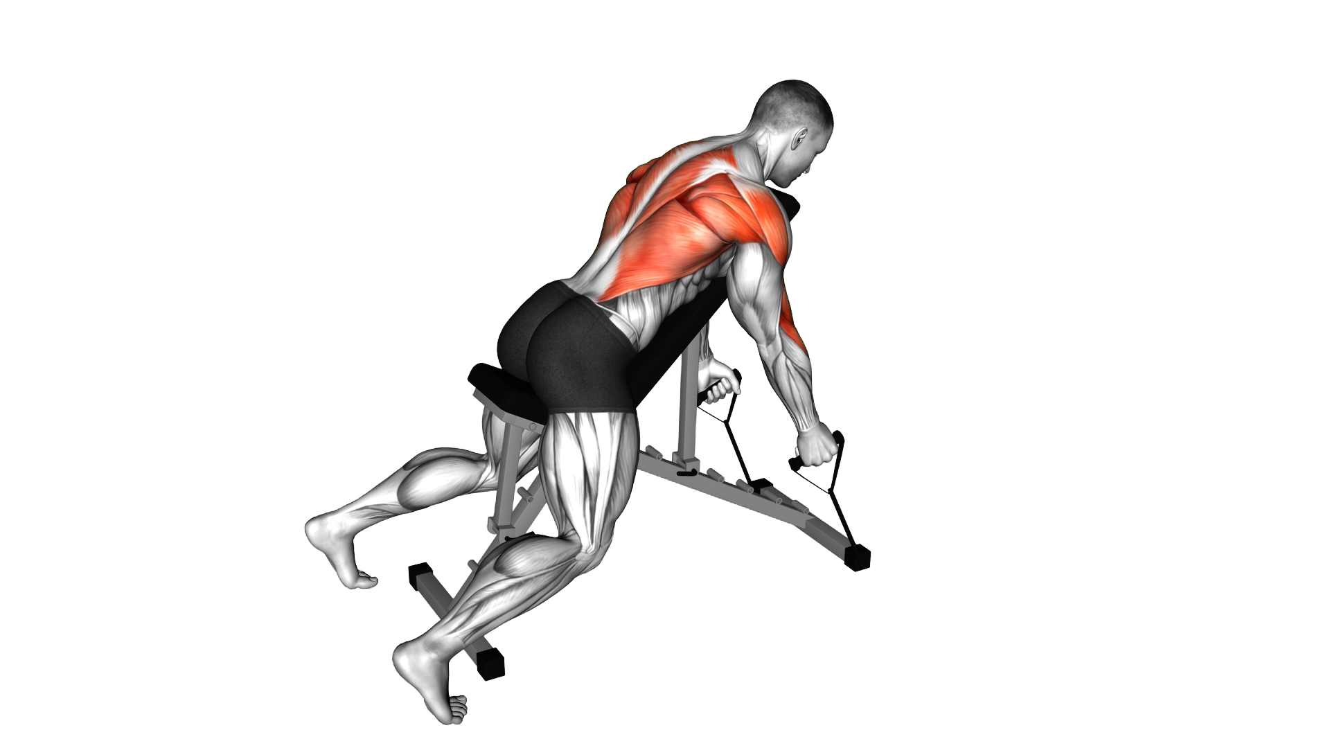 Band Hammer Grip Incline Bench Two Arm Row exercise demonstration