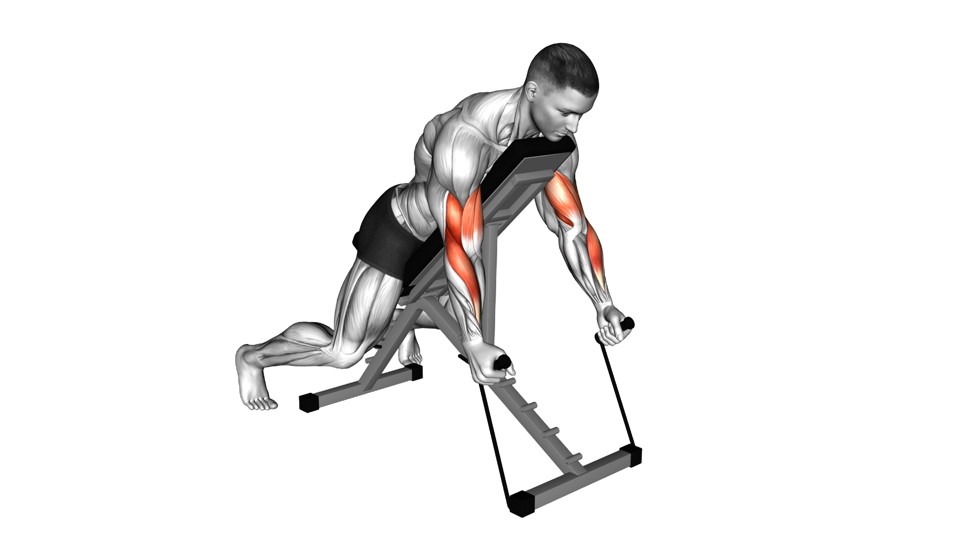 Band Prone Incline Hammer Curl exercise demonstration