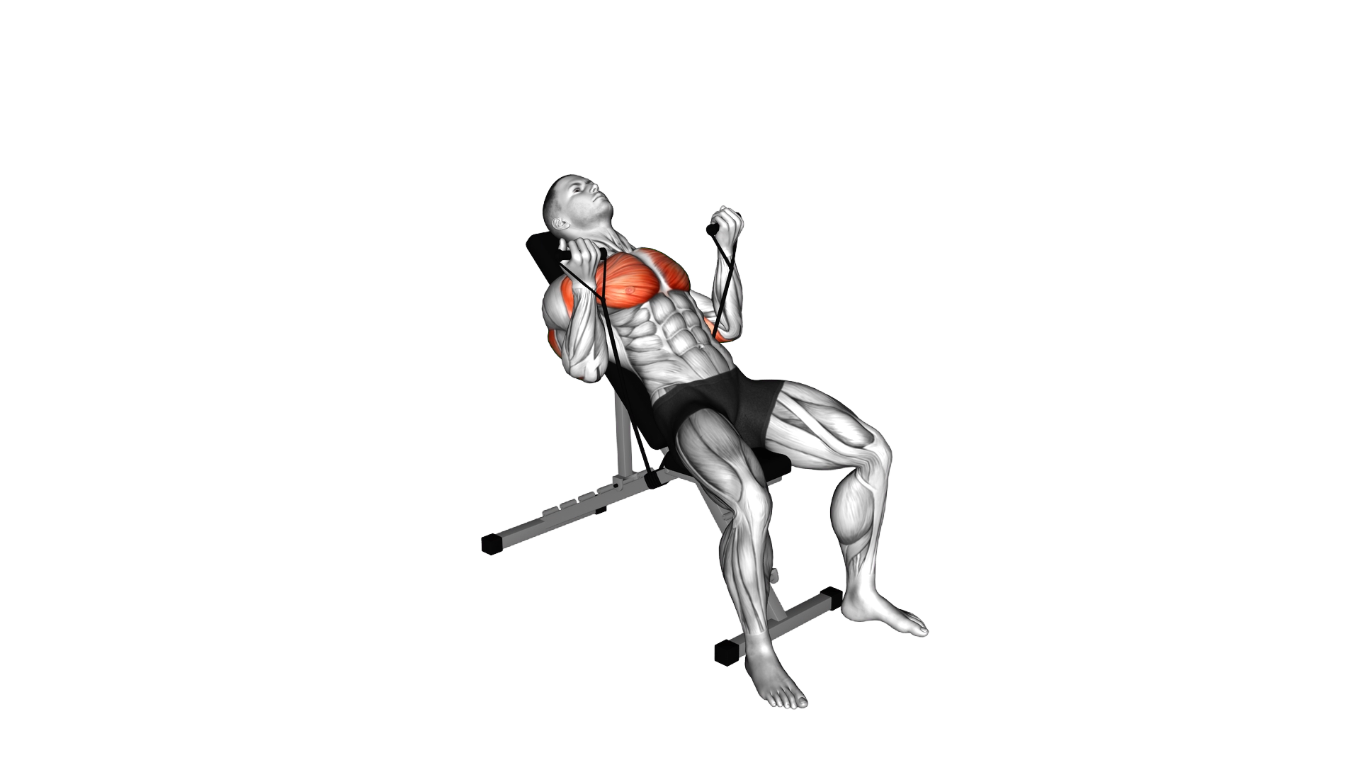 Band Incline Palm in Press exercise demonstration