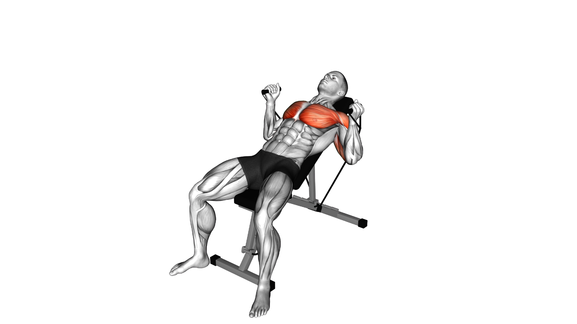 Band Incline Hammer Press exercise demonstration