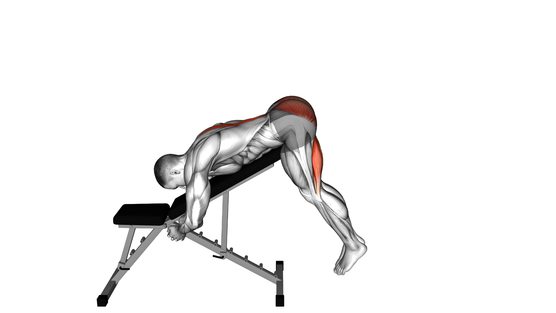 Incline Reverse Hyperextension exercise demonstration