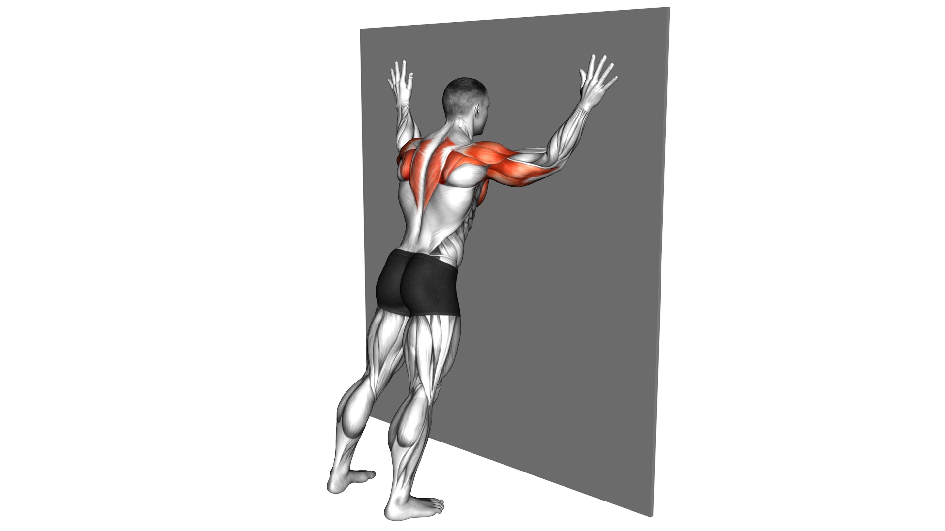 Forearms to Wide Grip Wall Push up exercise demonstration