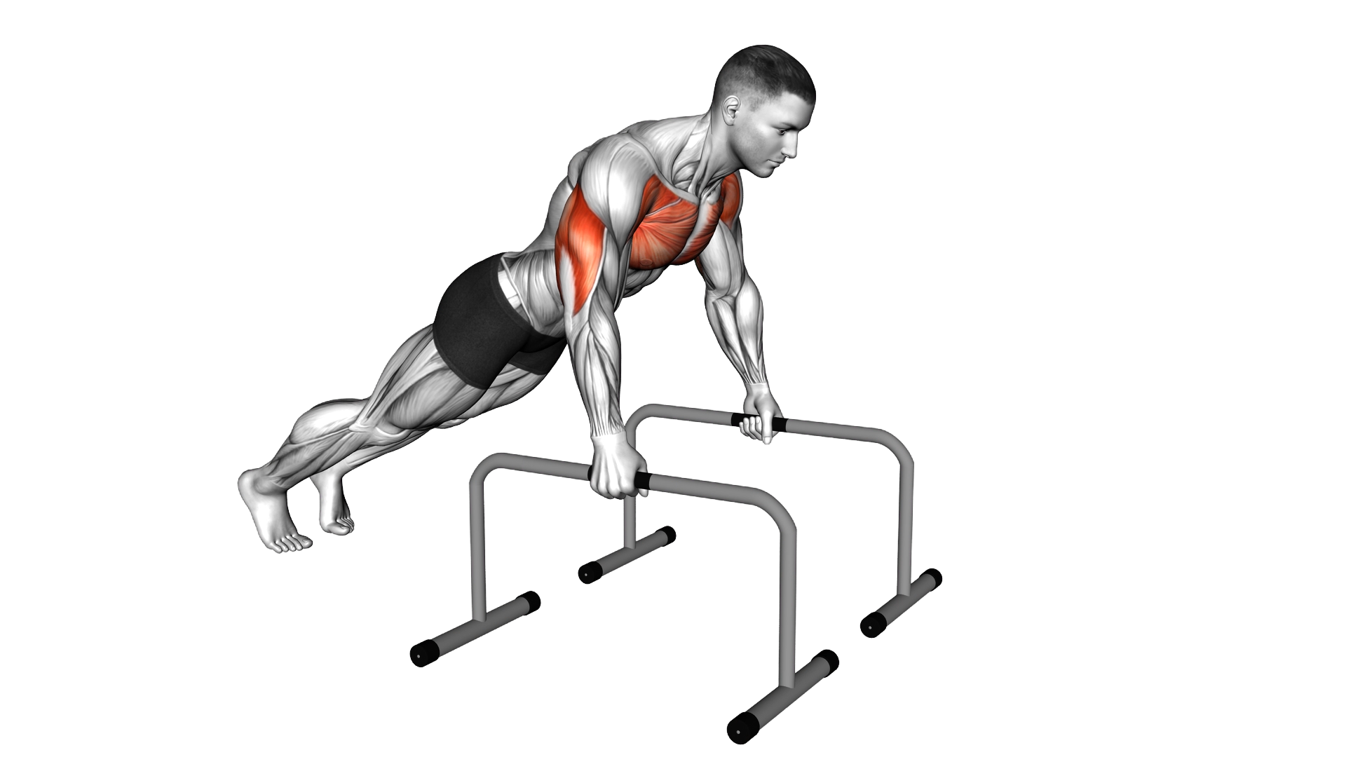 Deep Push up on Parallel Bars exercise demonstration