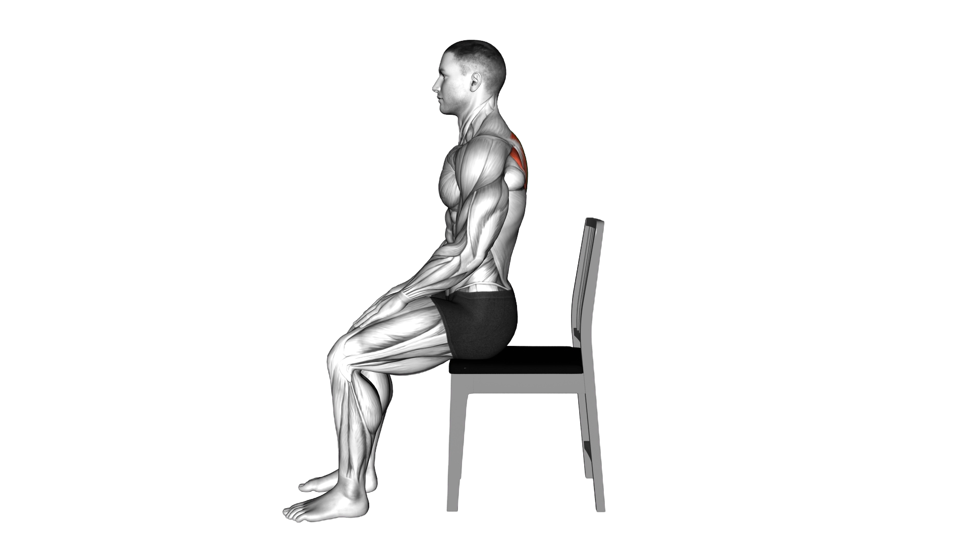 Sitting Scapular Adduction exercise demonstration
