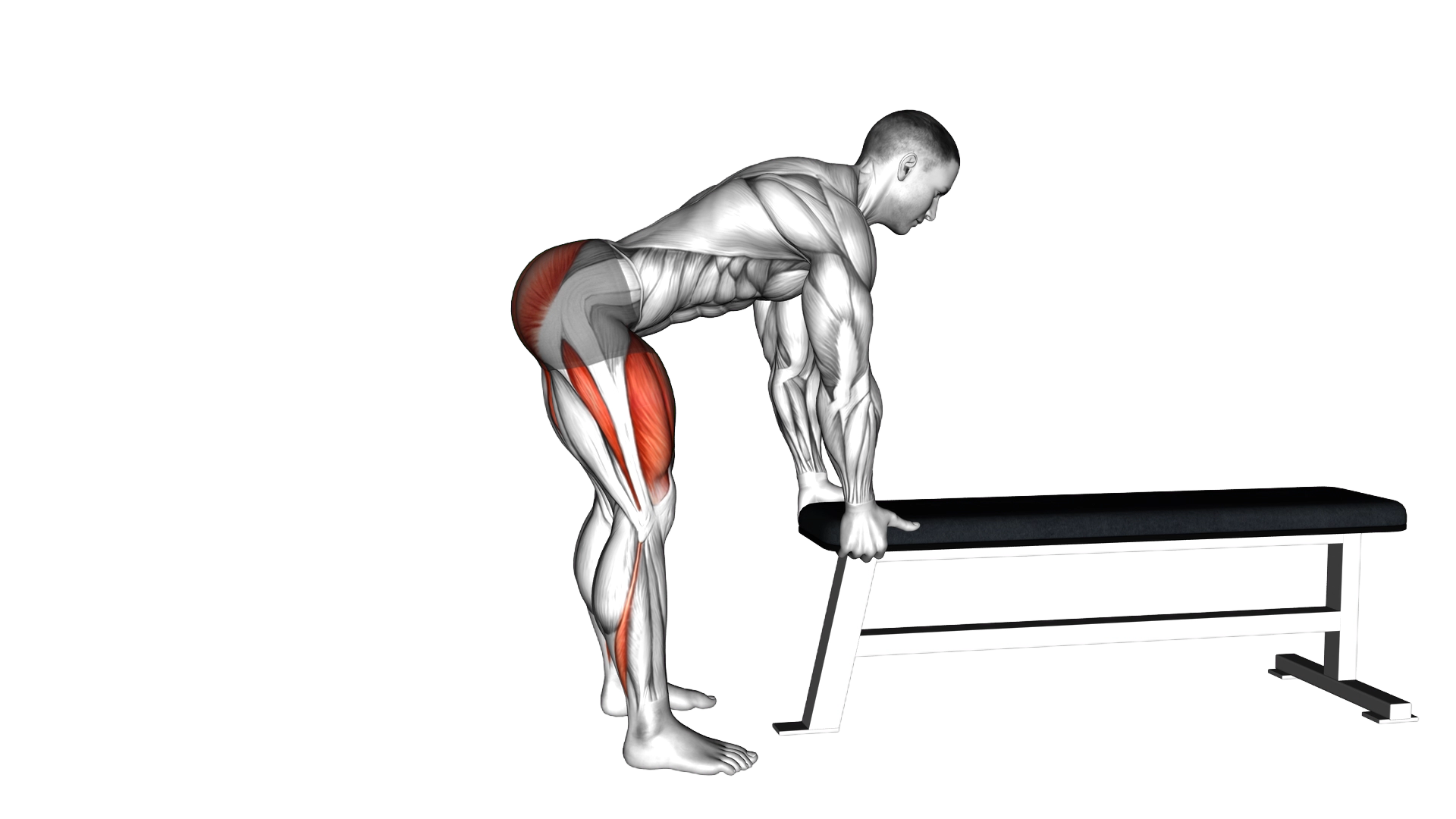 Jackknife (Donkey) Squat exercise demonstration