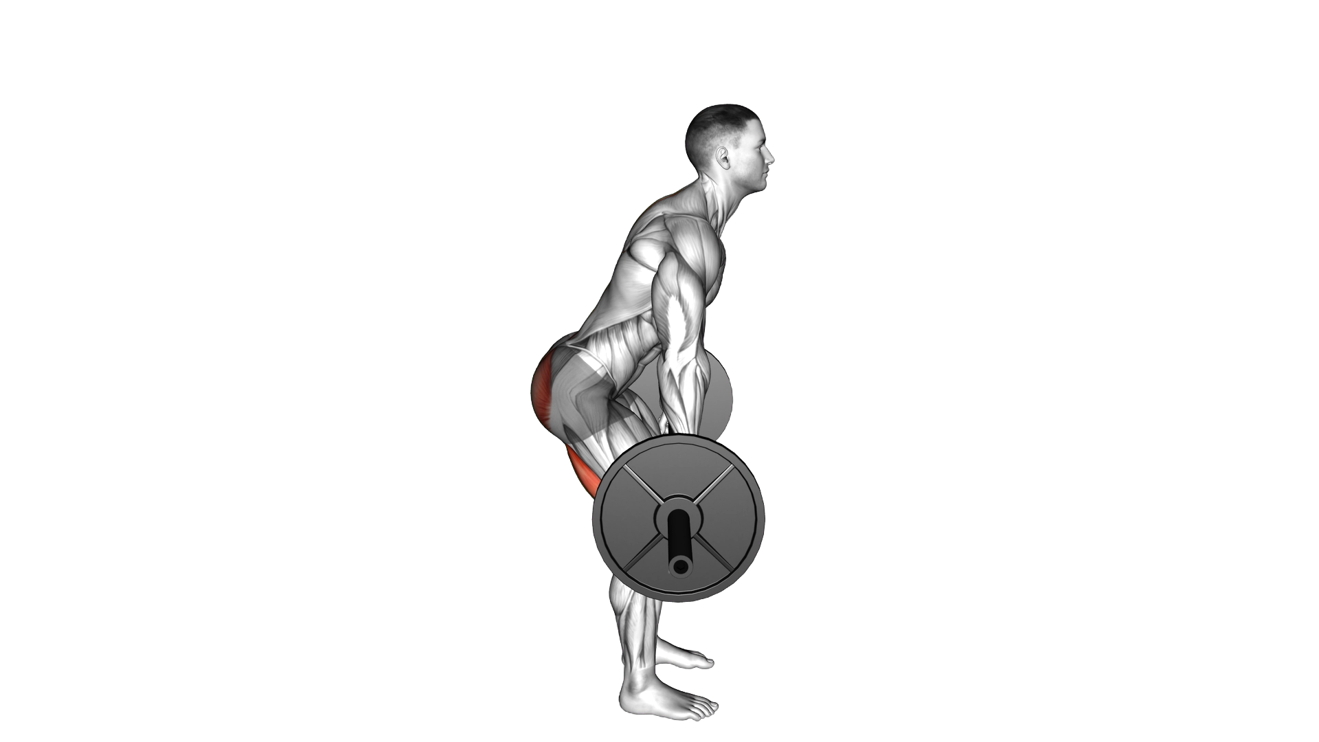 Barbell Dimel Deadlift exercise demonstration