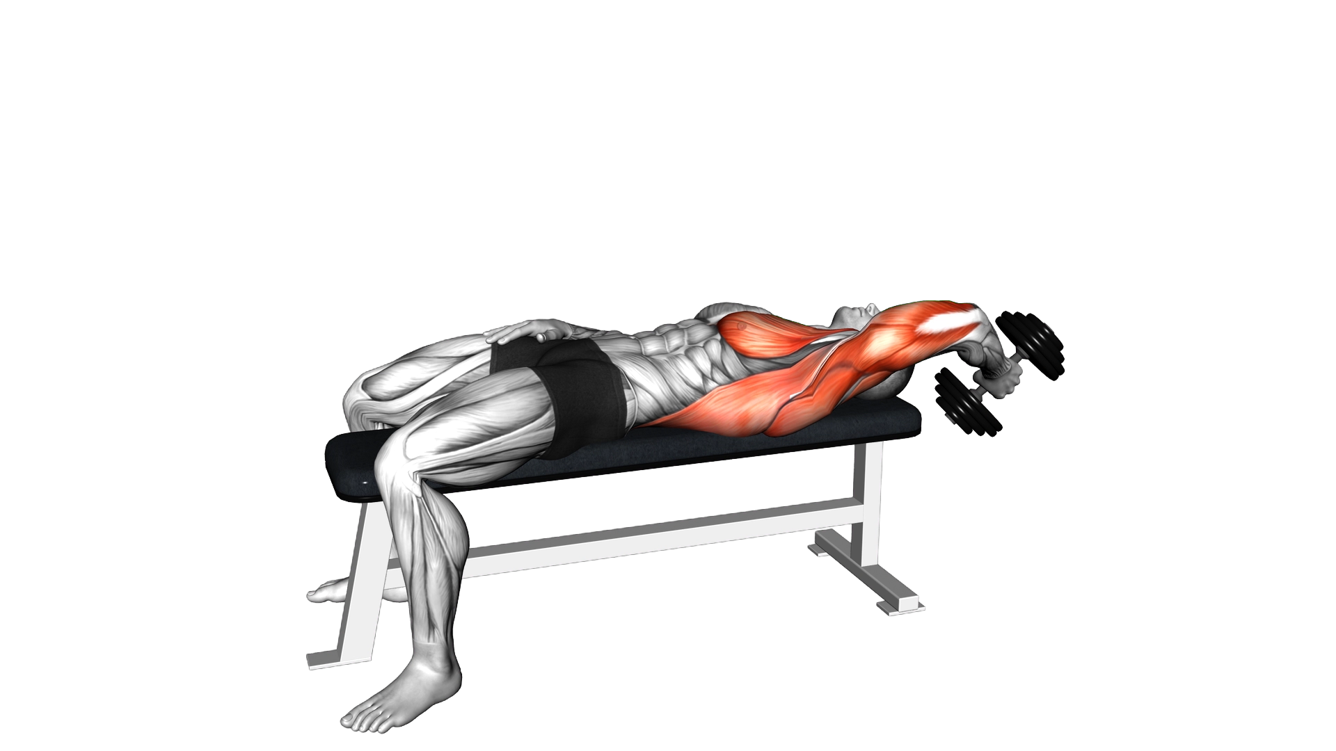 Dumbbell Single Arms Pullover exercise demonstration