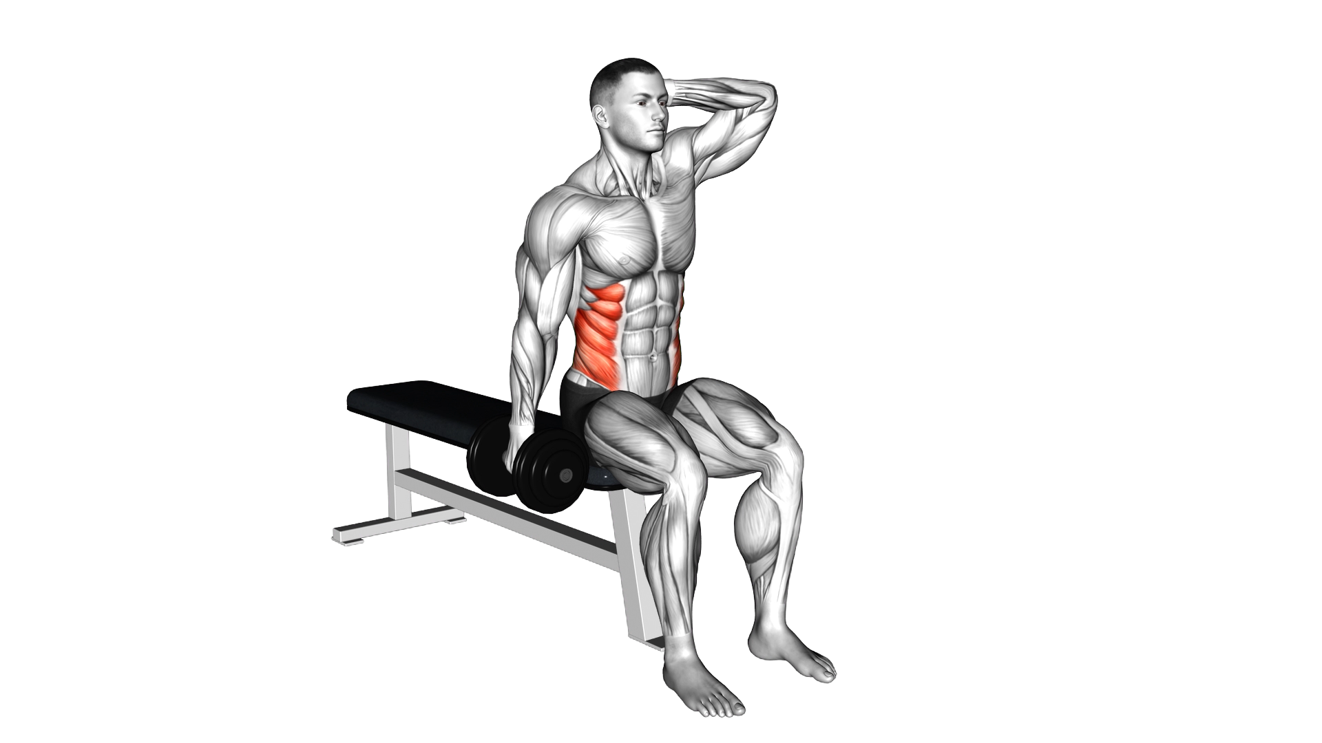 Dumbbell Seated Side Bend exercise demonstration