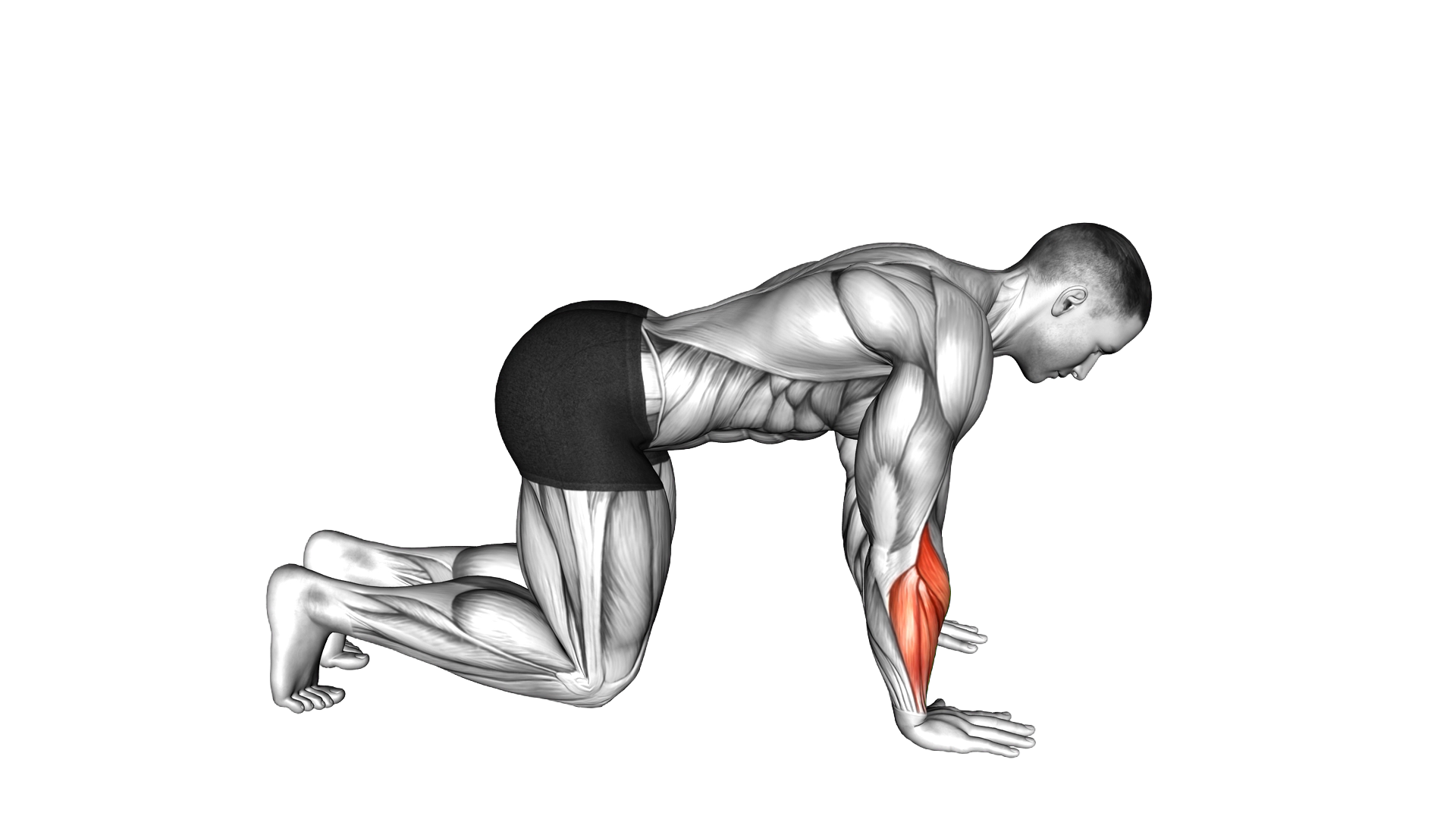 Kneeling Forward Palm Nudges exercise demonstration