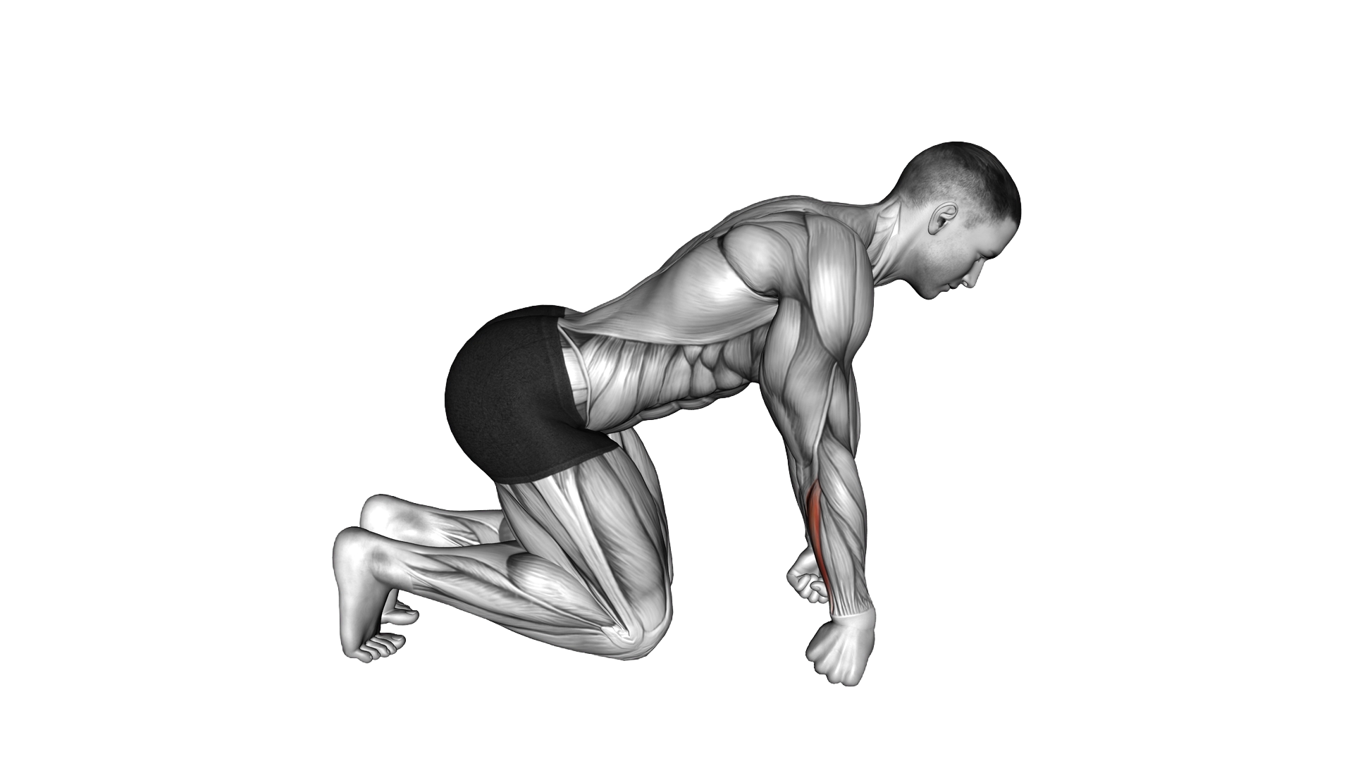 Kneeling Fist Roll exercise demonstration