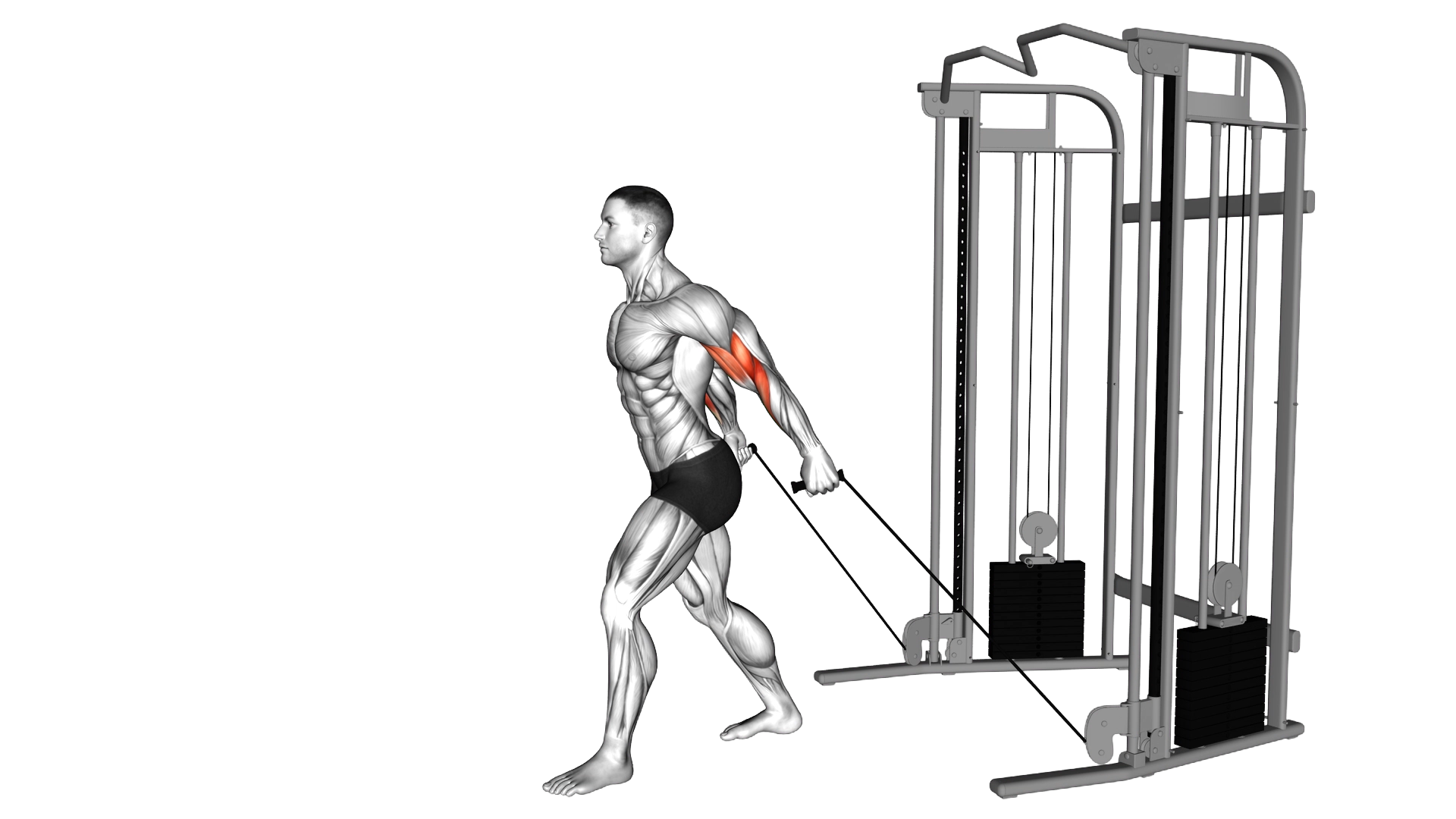 Cable Neutral Grip Biceps Curl exercise demonstration
