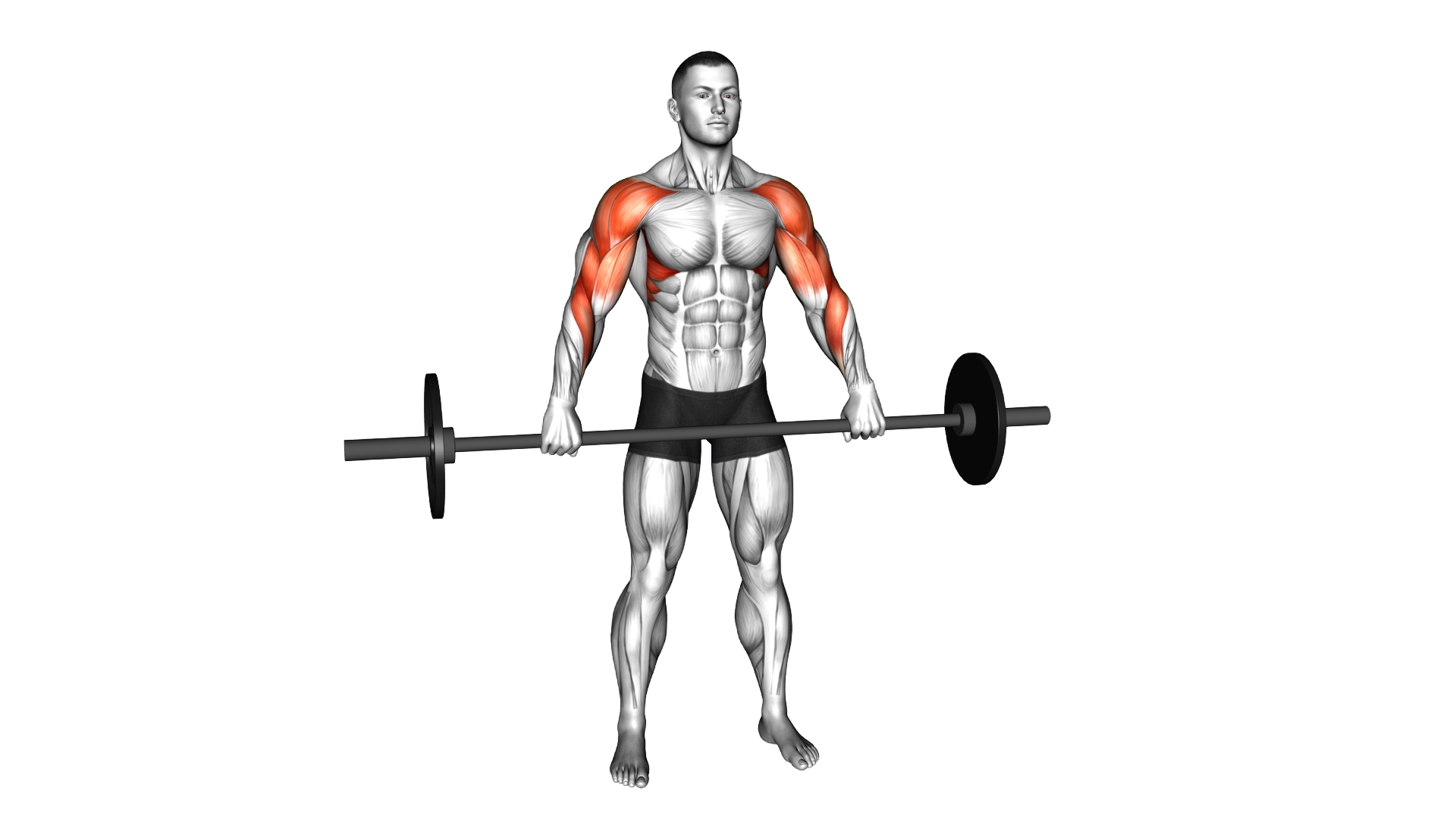 Barbell Wide Grip Upright Row exercise demonstration