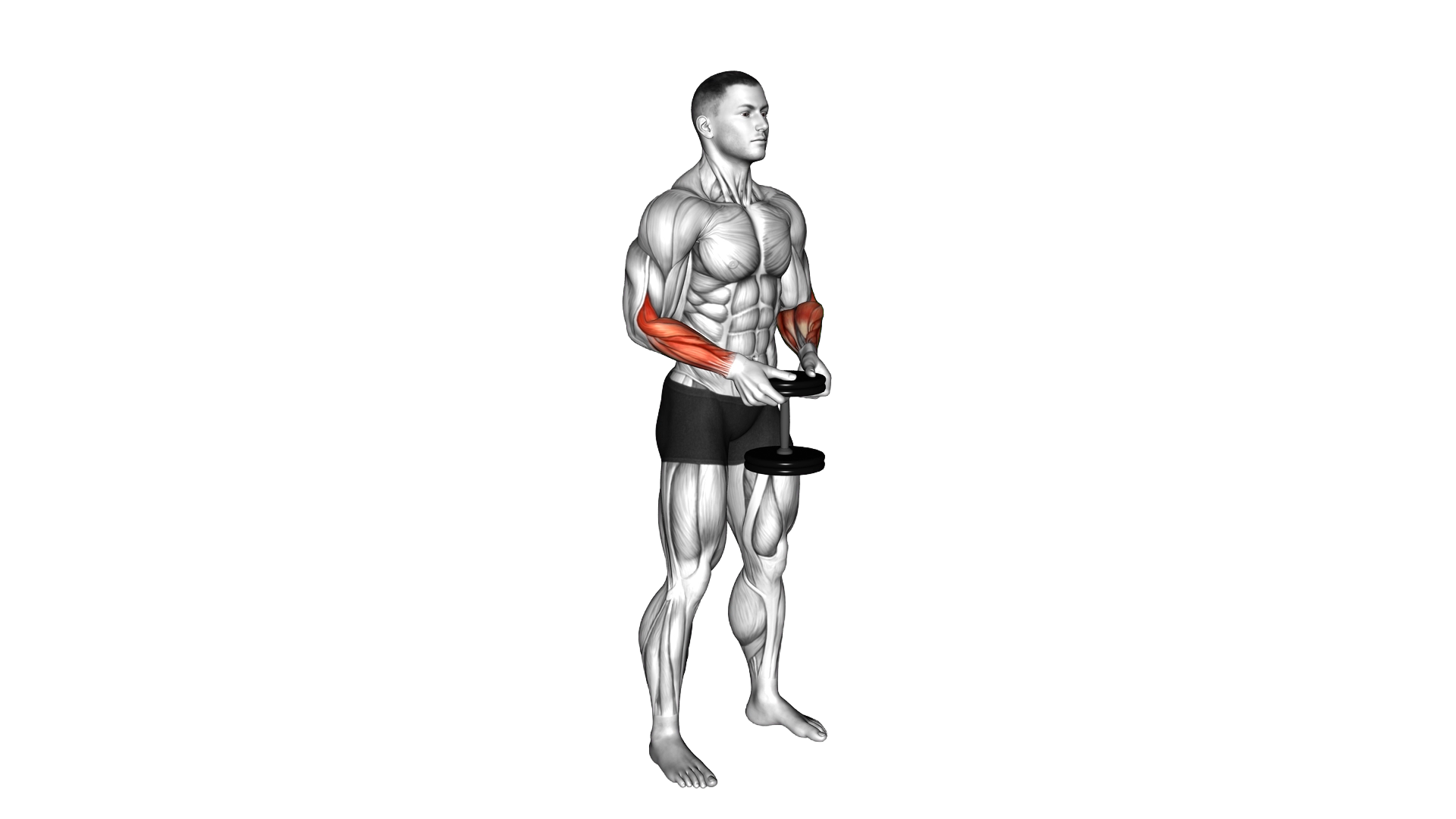 Dumbbell Standing Hands Torsion exercise demonstration