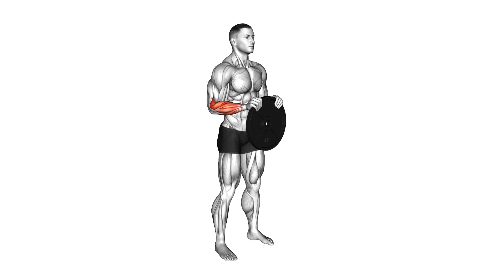 Weighted Plate Standing Hands Torsion exercise demonstration