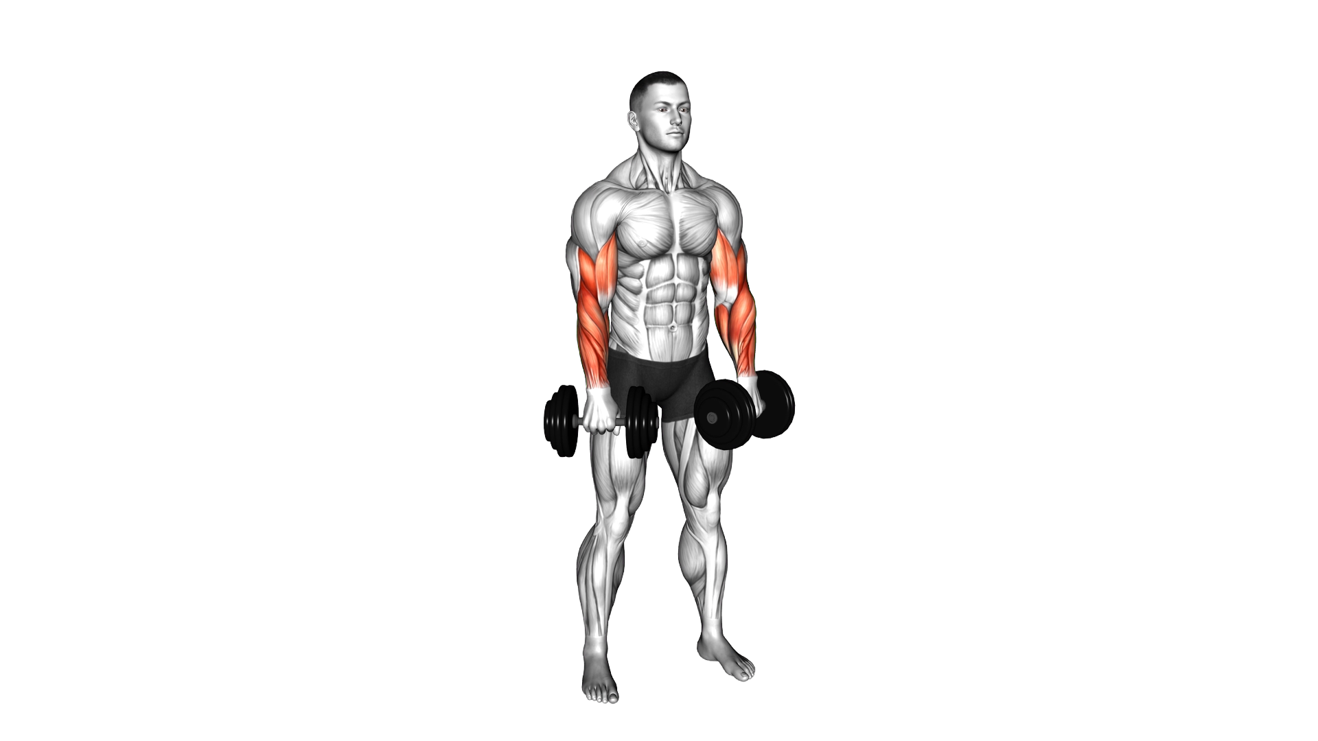 Dumbbell Standing Reverse Curl Rotate exercise demonstration