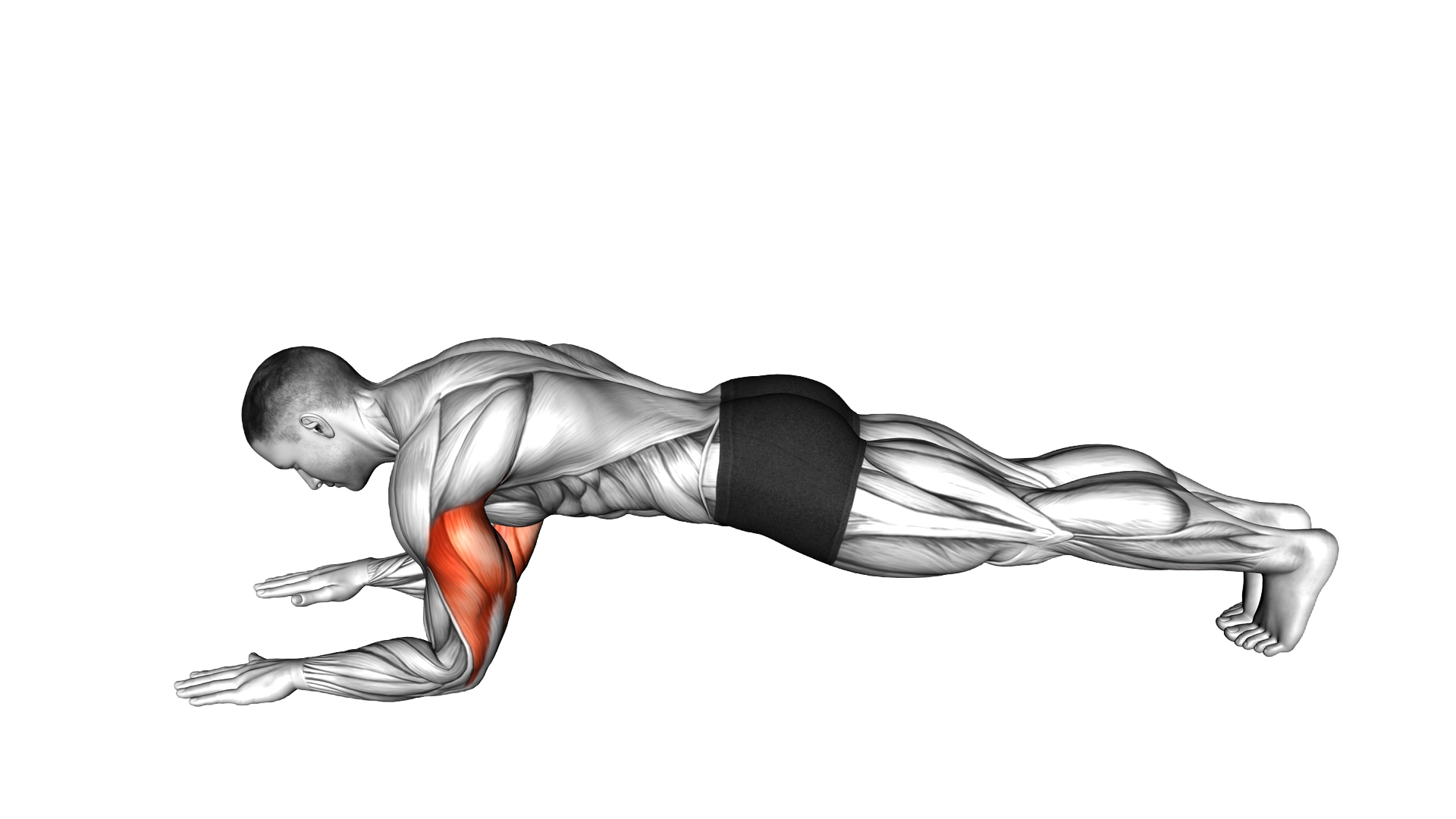 Sphinx Push Up exercise demonstration