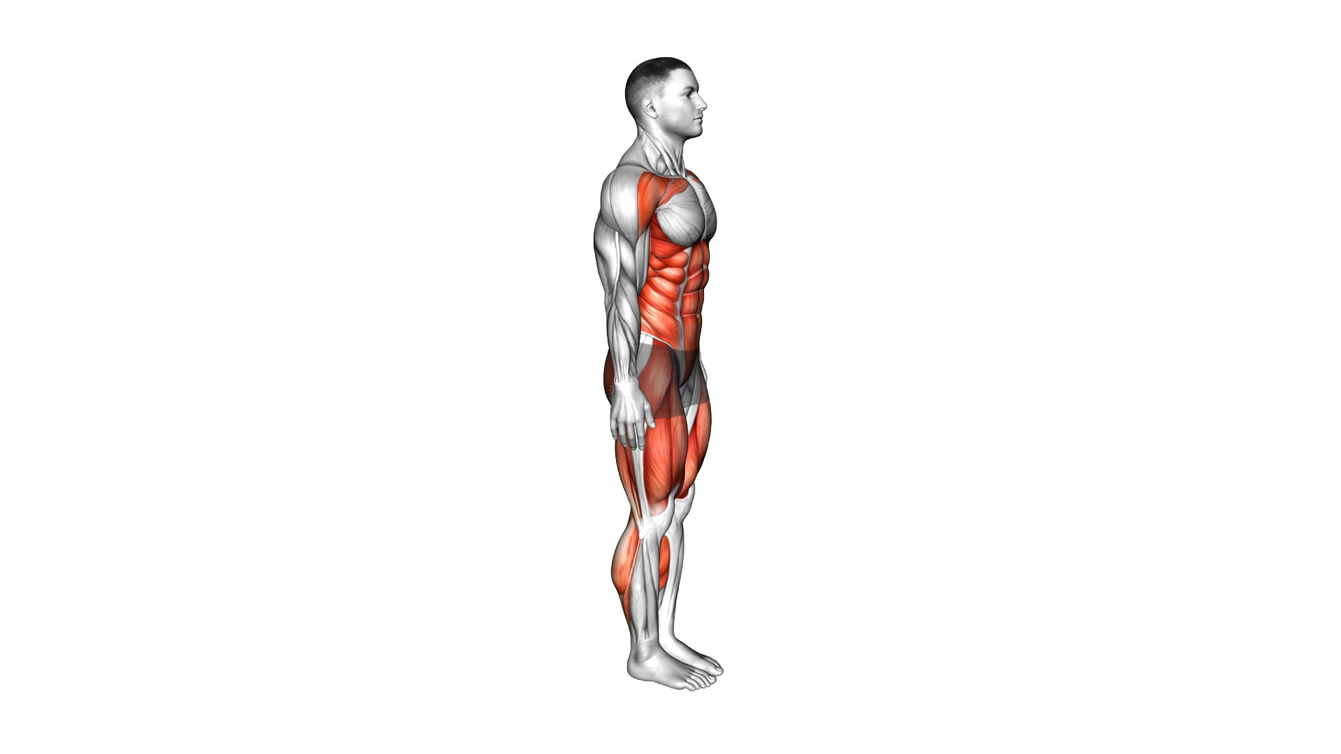 Burpee Alternate Arm Leg Raise exercise demonstration